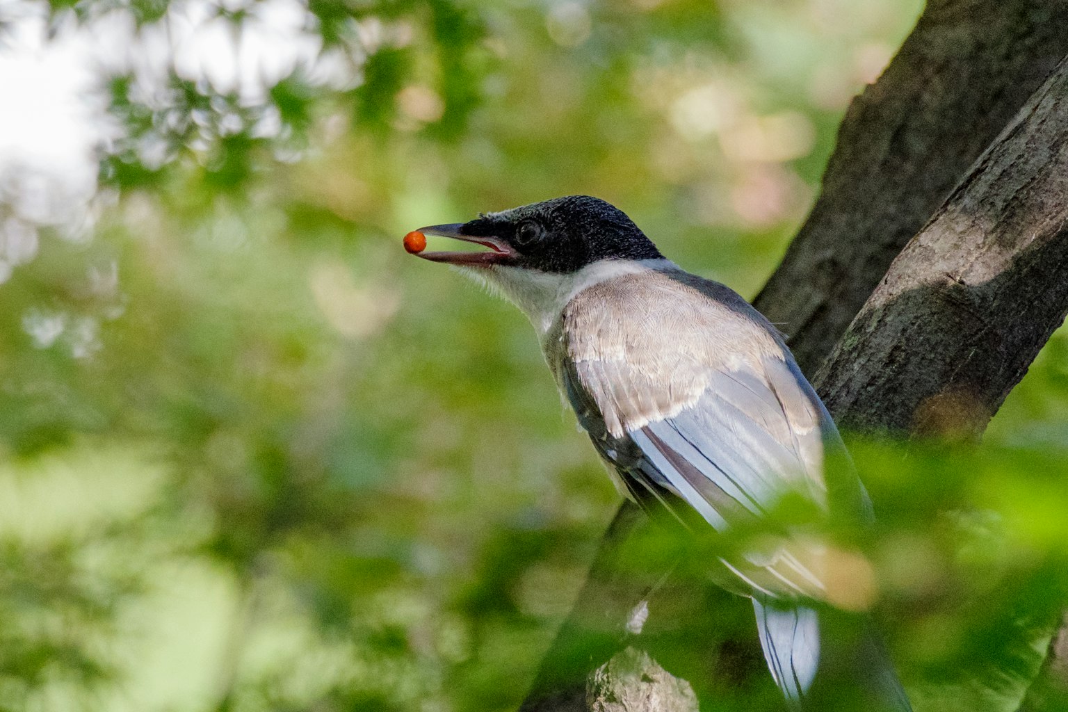 Un oiseau perché sur une branche tenant une baie rouge