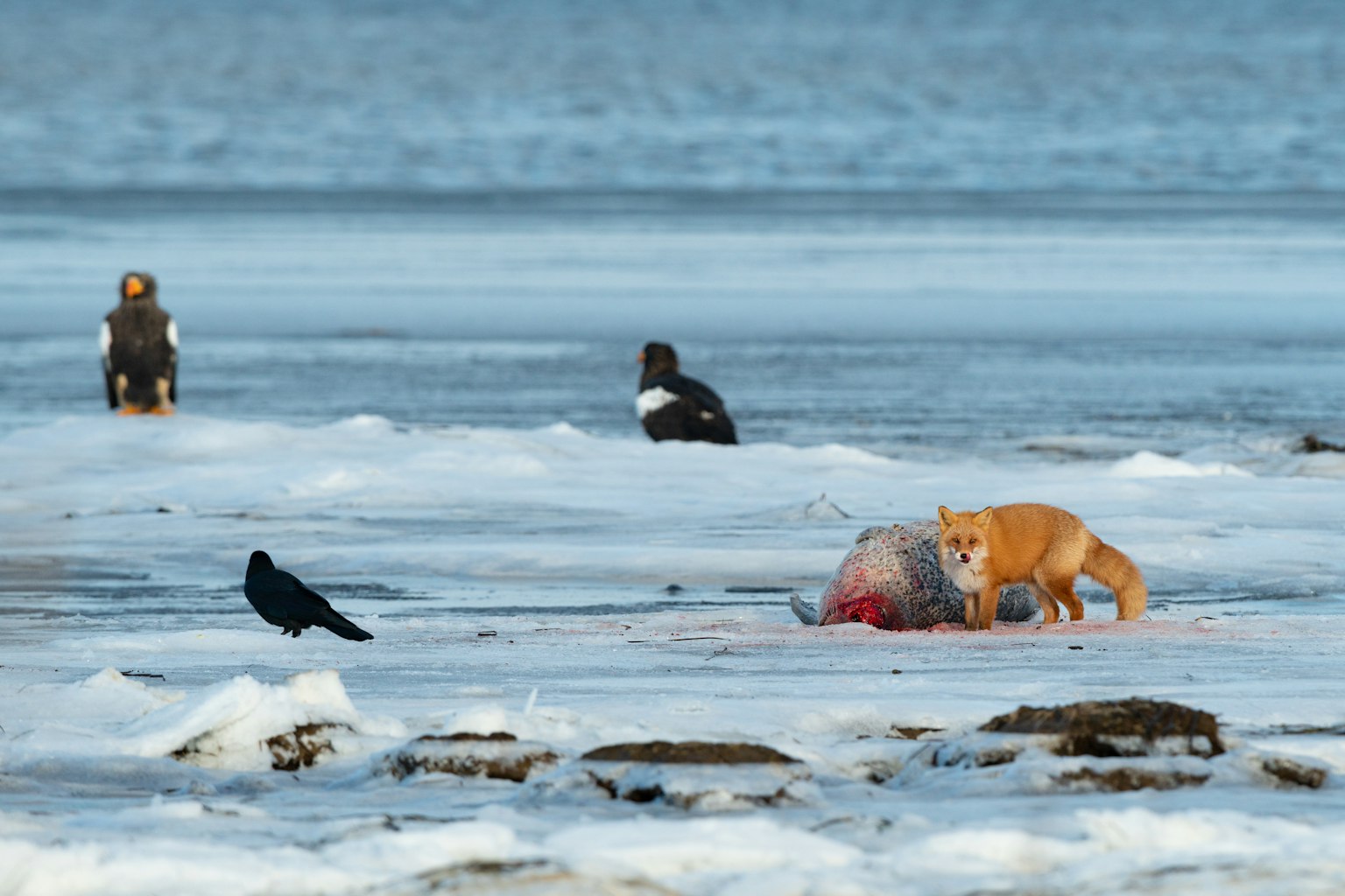 雪の上で食べ物を探す犬とカラスの群れがいる風景