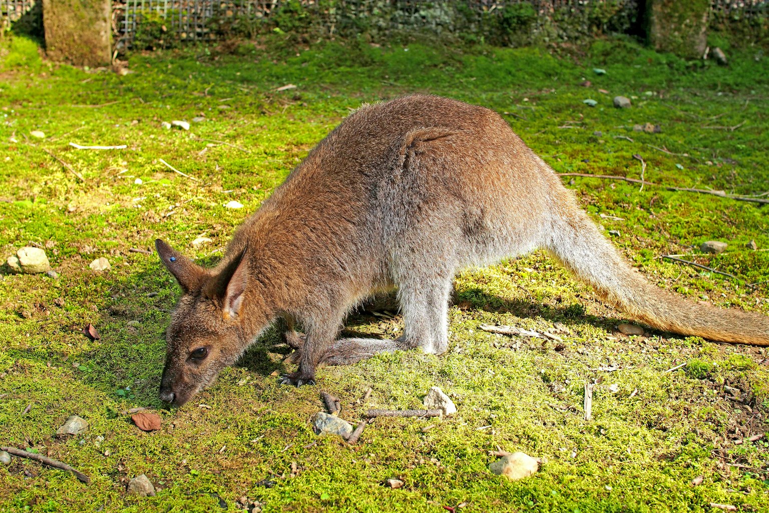 Un canguro che cerca cibo sull'erba in un ambiente naturale