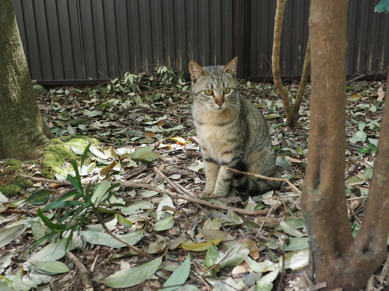 一只野猫坐在自然环境中的树叶和树之间