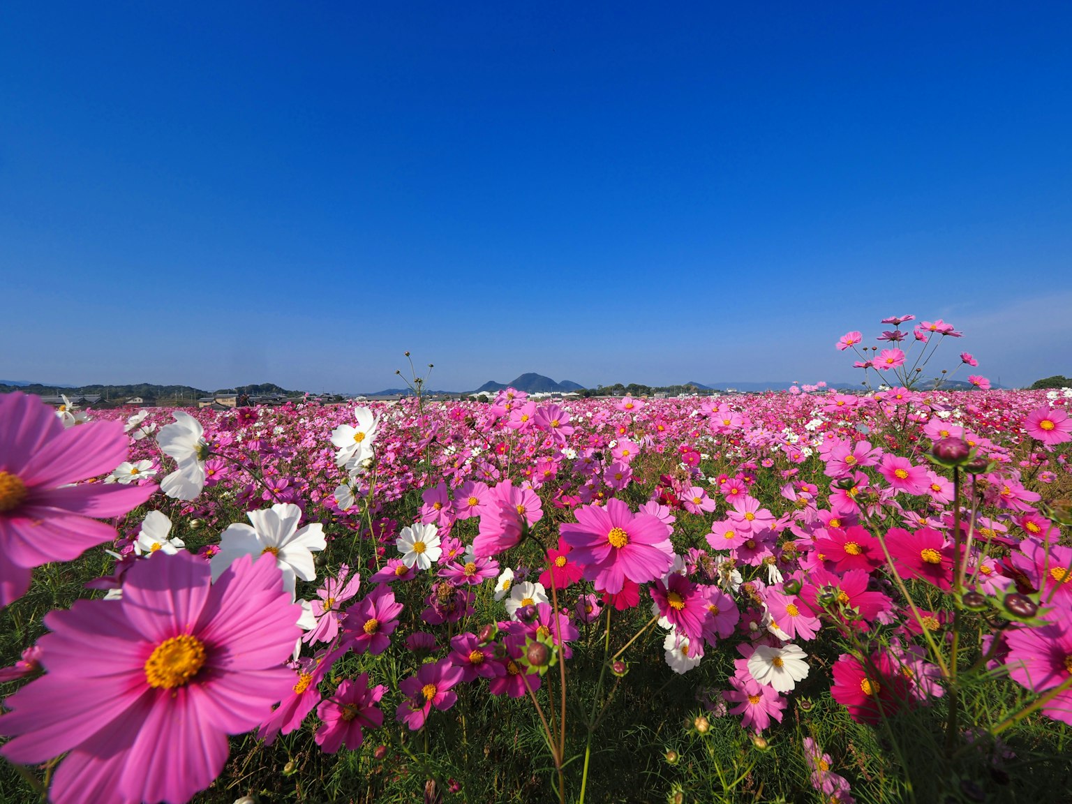 Campo de flores de cosmos coloridas bajo un cielo azul claro