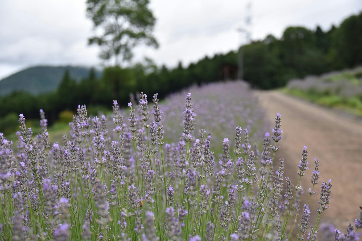 Ladang bunga lavender ungu dengan jalan tanah di latar belakang yang menunjukkan keindahan alam