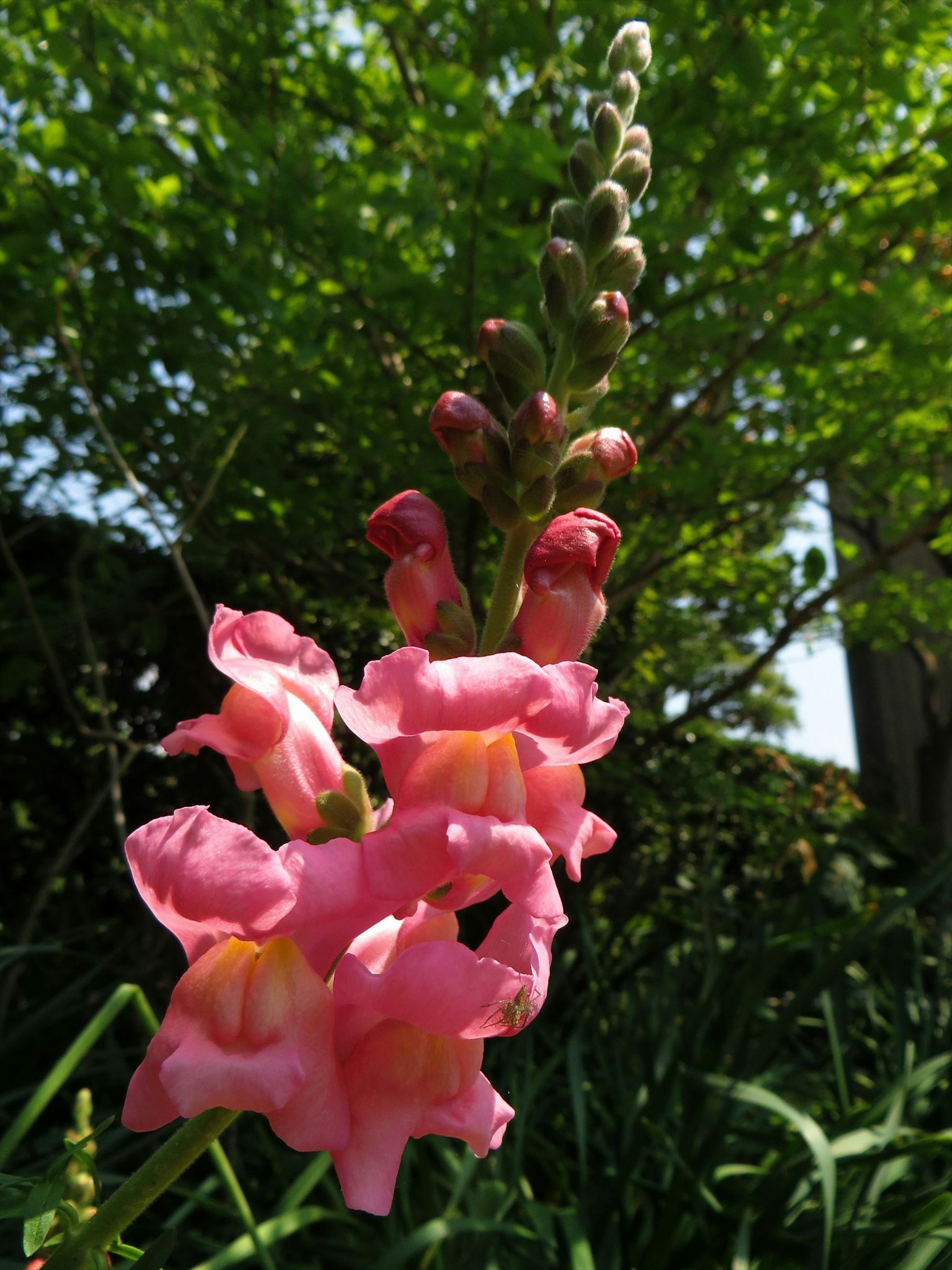 Nahaufnahme von rosa Löwenmäulchenblüten vor grünem Hintergrund