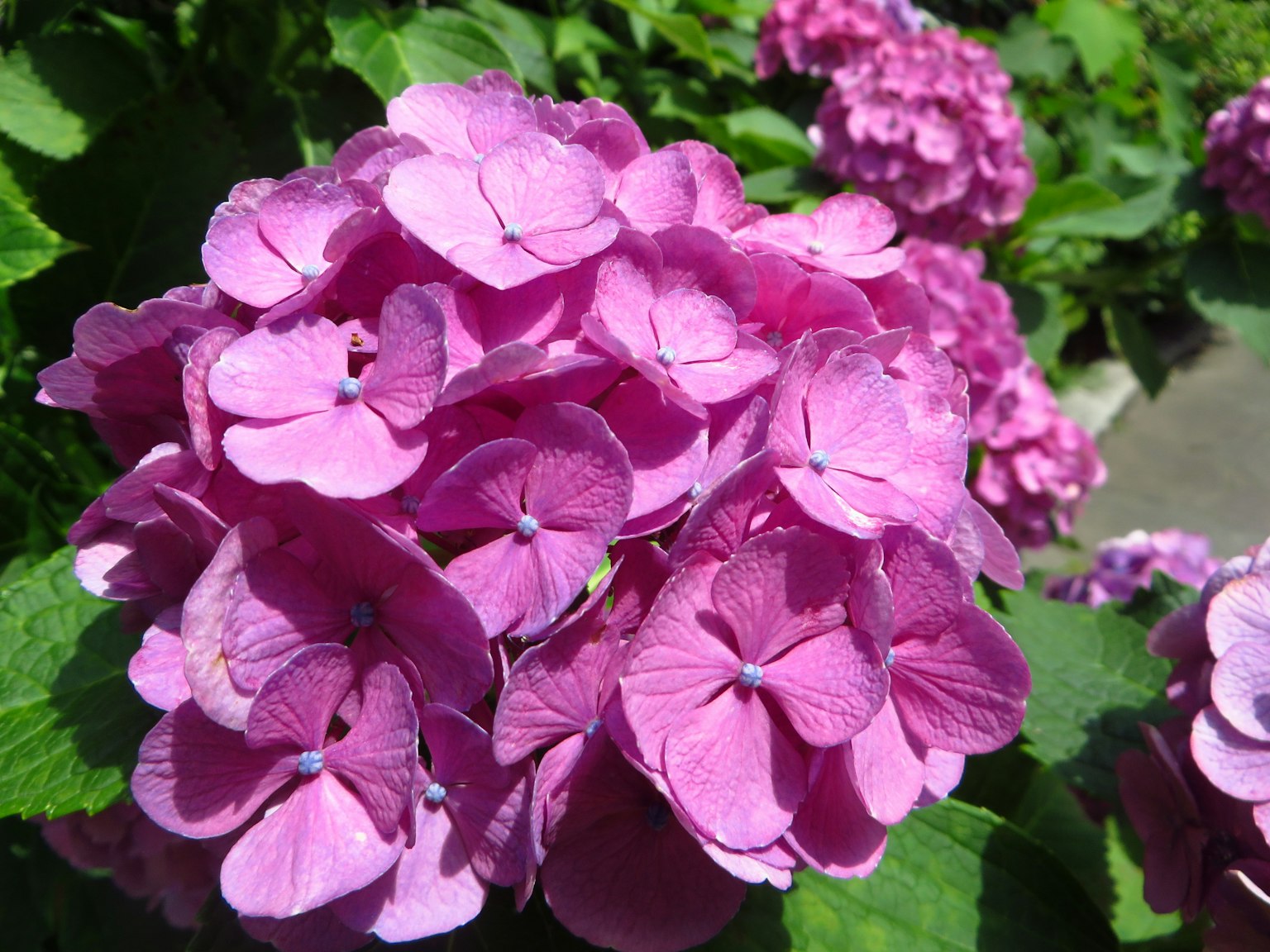 Primo piano di fiori di ortensia rosa vivaci