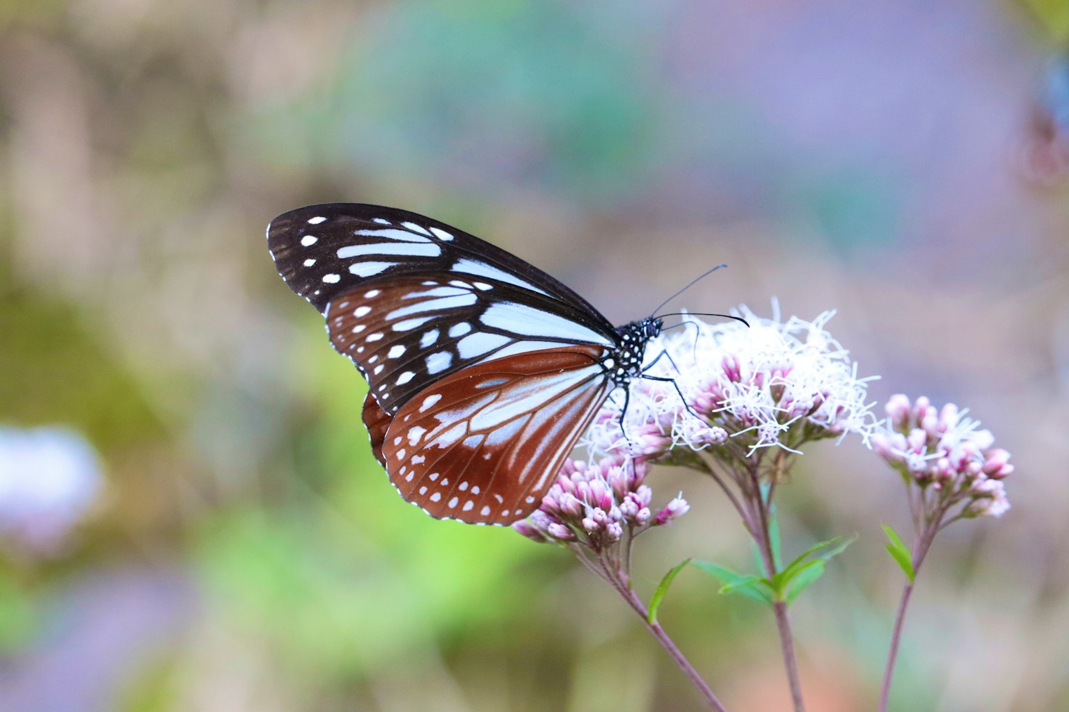 Ein Schmetterling mit weißen und braunen Flügeln sitzt auf weißen Blumen