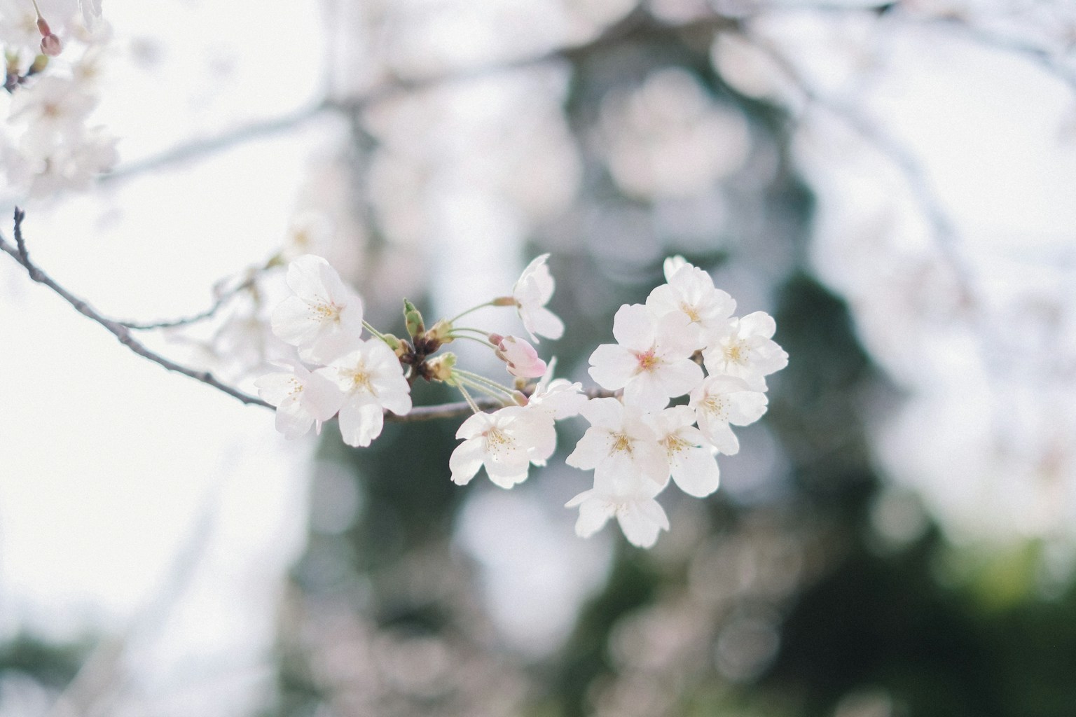 Close-up bunga sakura di cabang