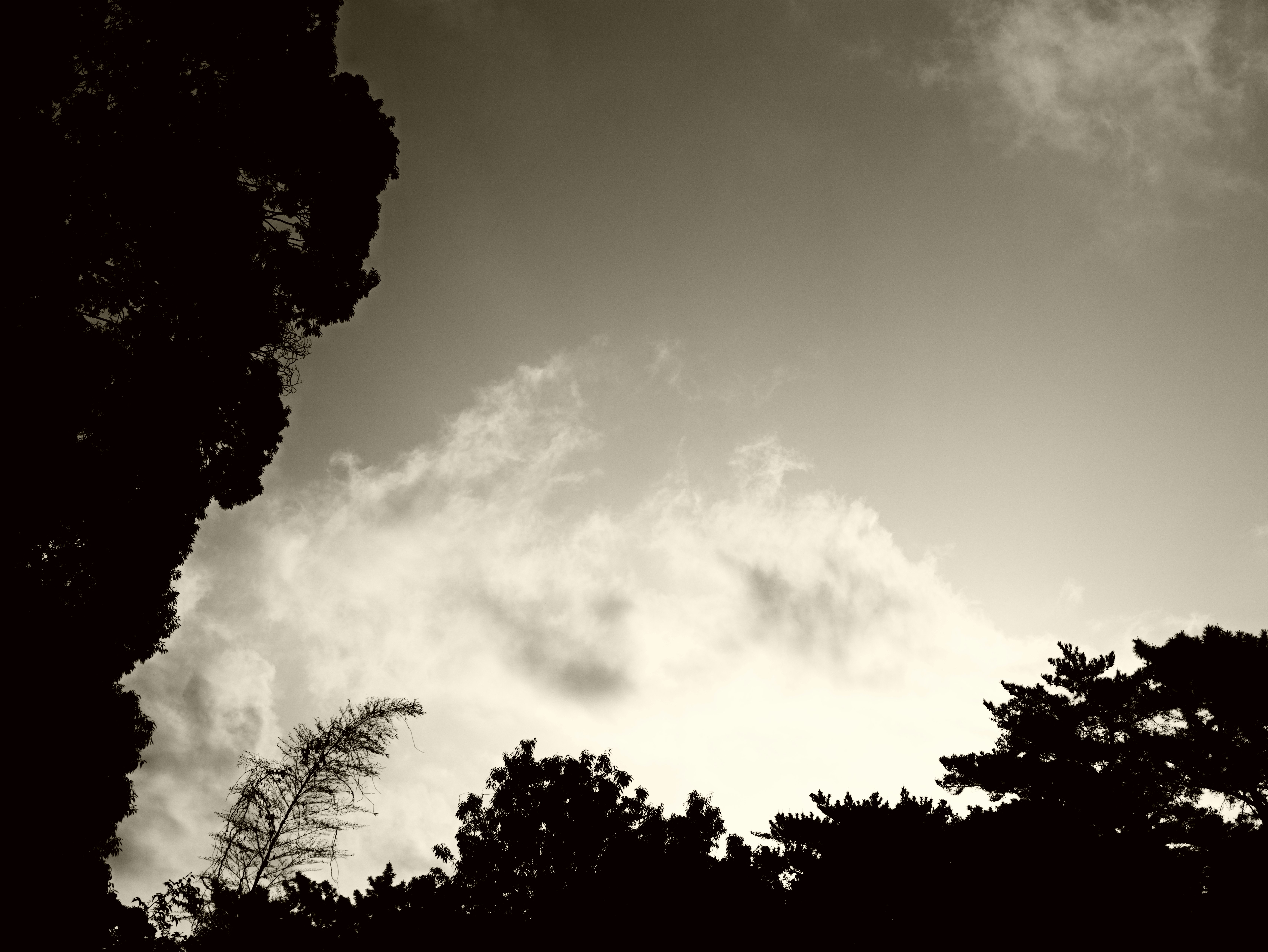 Silhouette pohon melawan langit berawan dalam hitam dan putih