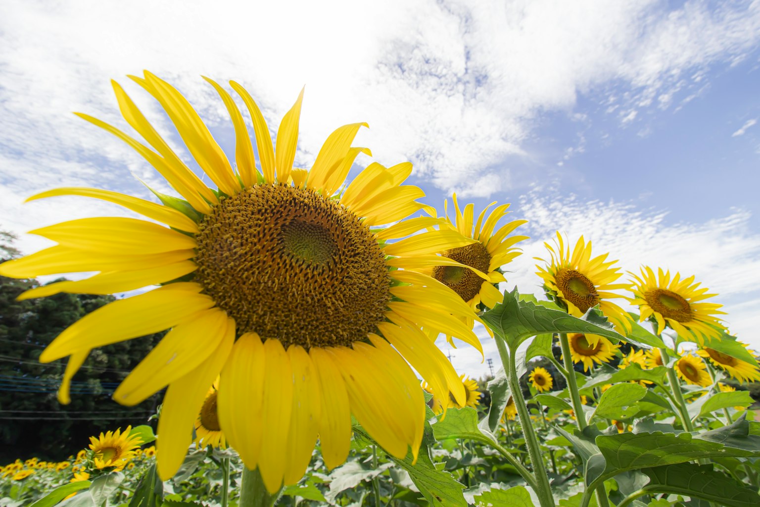 A field of bright sunflowers under a clear blue sky