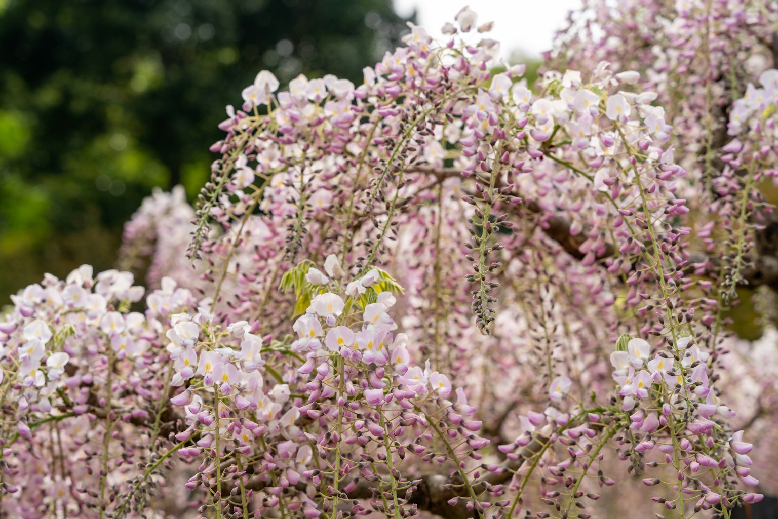 Branches de glycine avec des grappes de fleurs violet clair