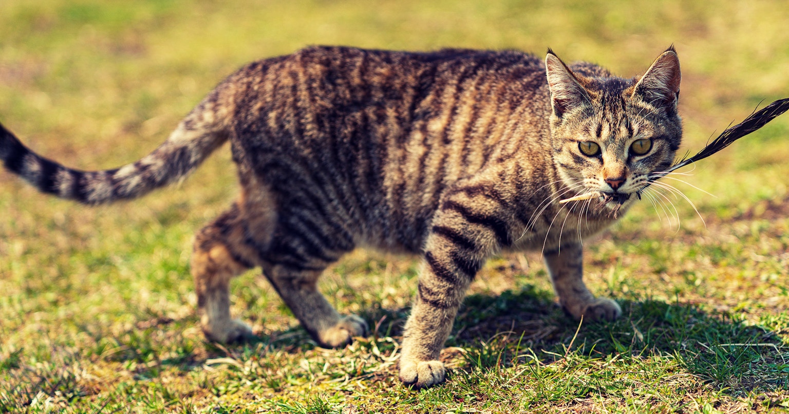 Eine gestreifte Katze an der Leine, die über das Gras läuft