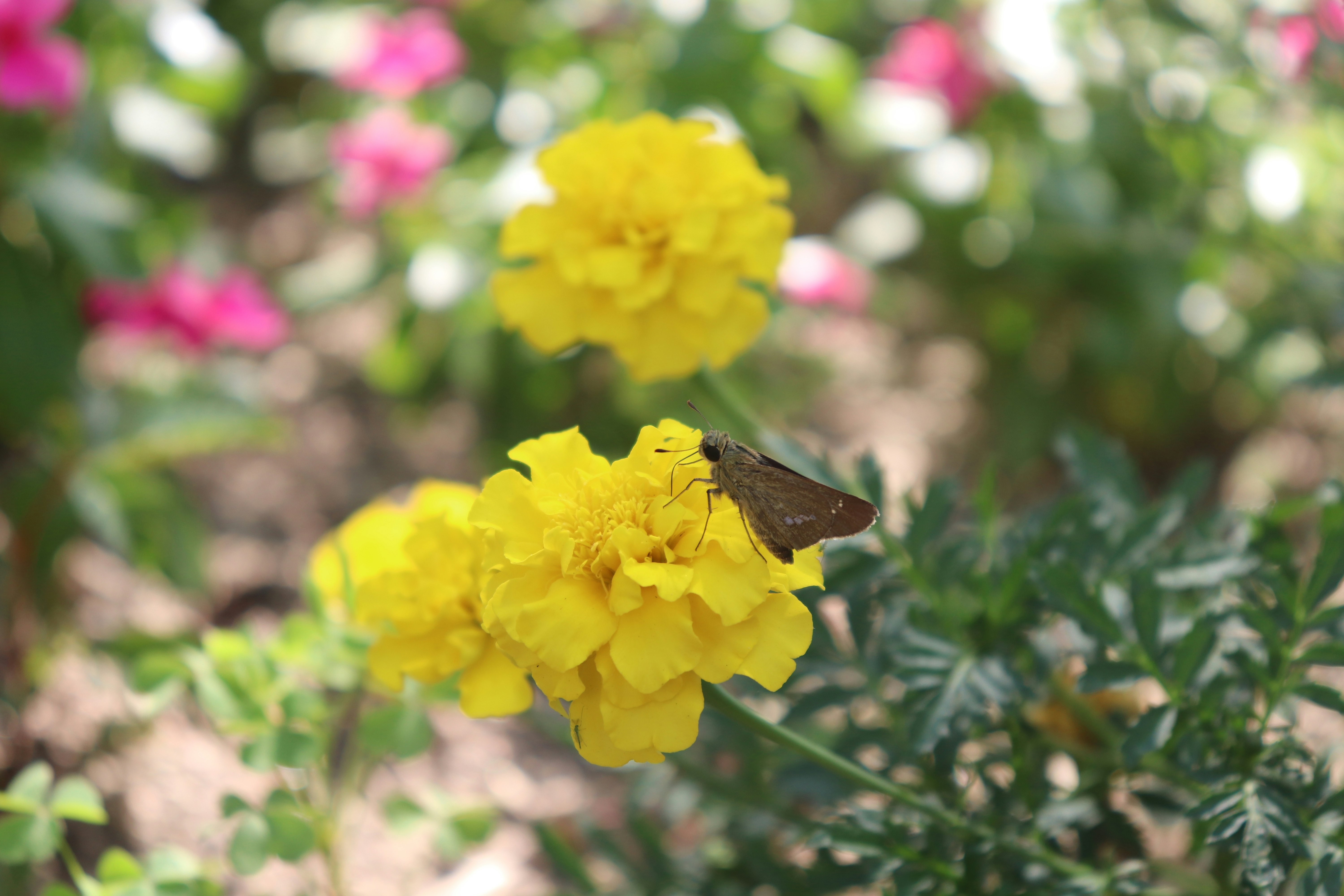 farfalla posata su fiori gialli in un’aiuola da giardino