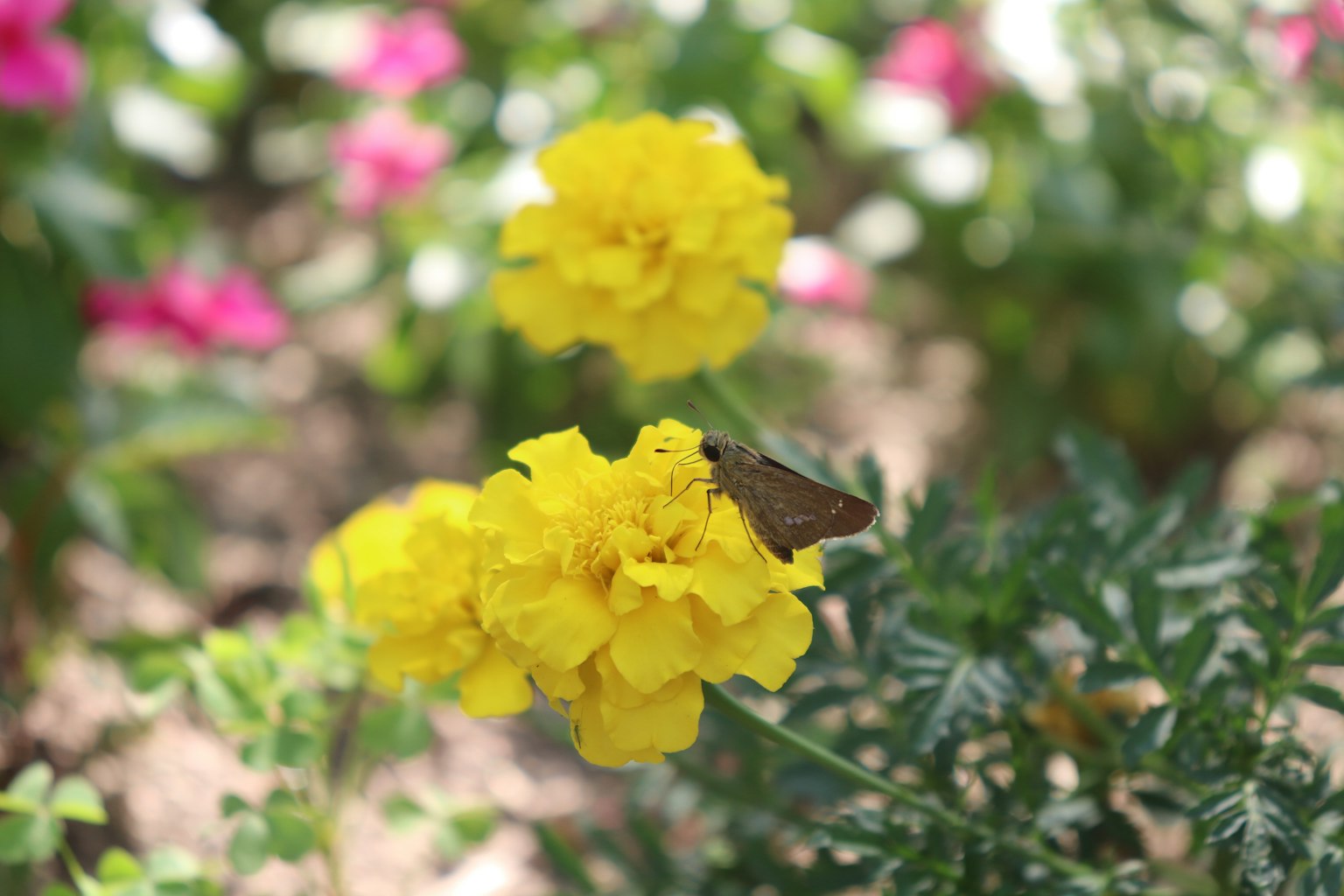 Immagine di una farfalla che si posa su fiori di tagete gialli