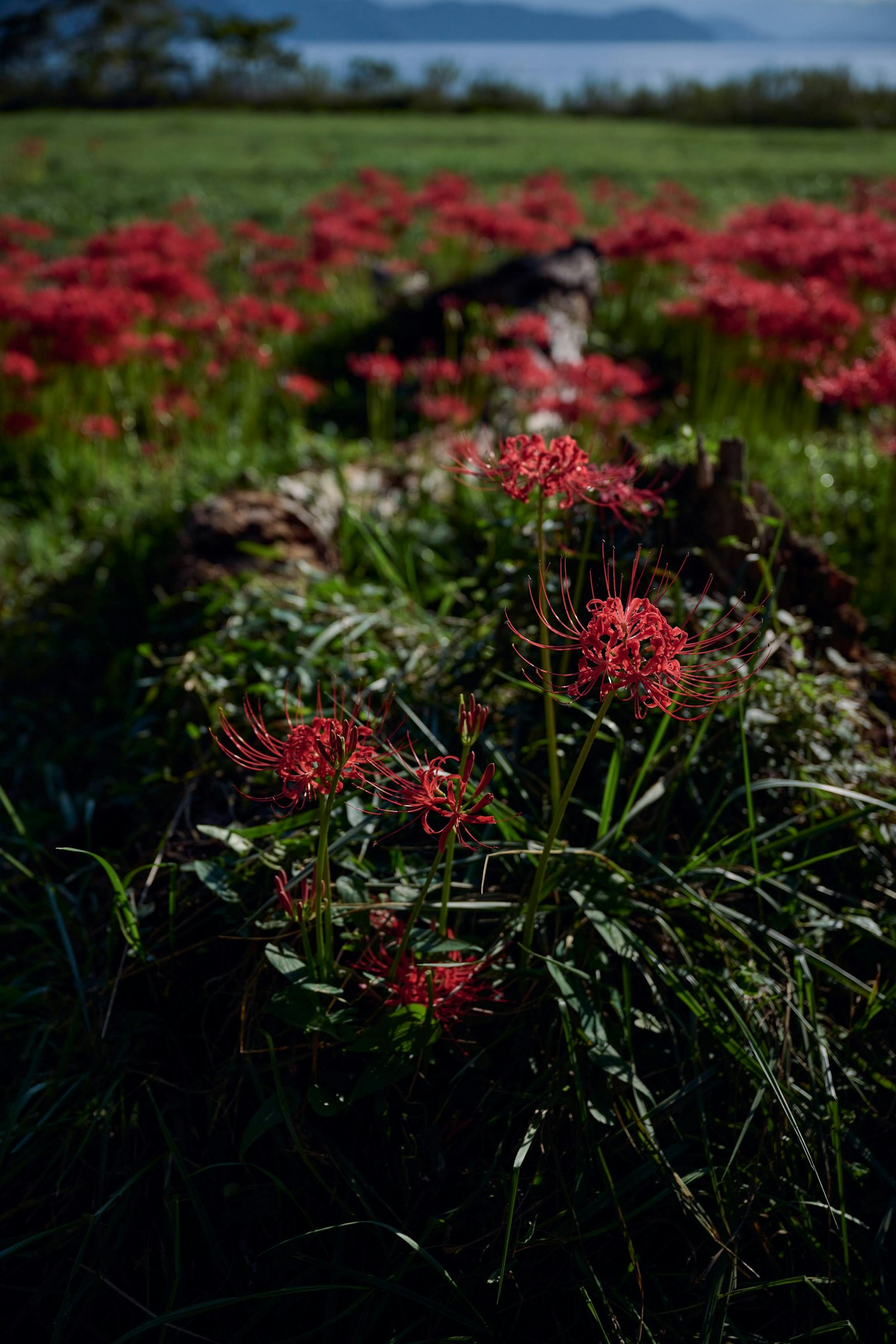 Feld mit roten Blumen und fernen Bergen