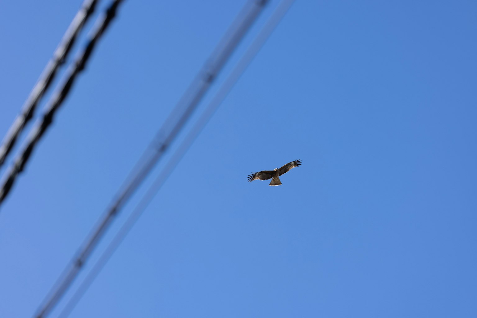 Falco che vola contro un cielo blu con linee elettriche