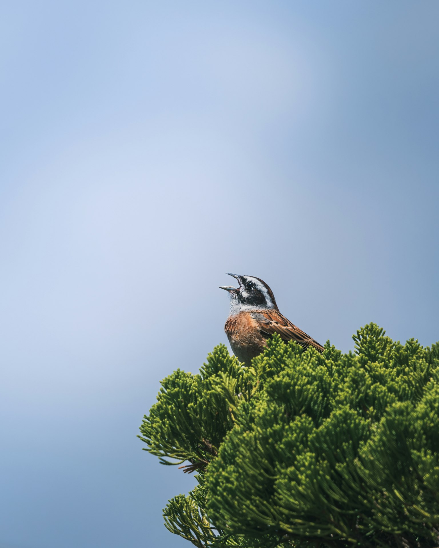 Un uccello che canta in cima a un albero con uno sfondo di cielo blu