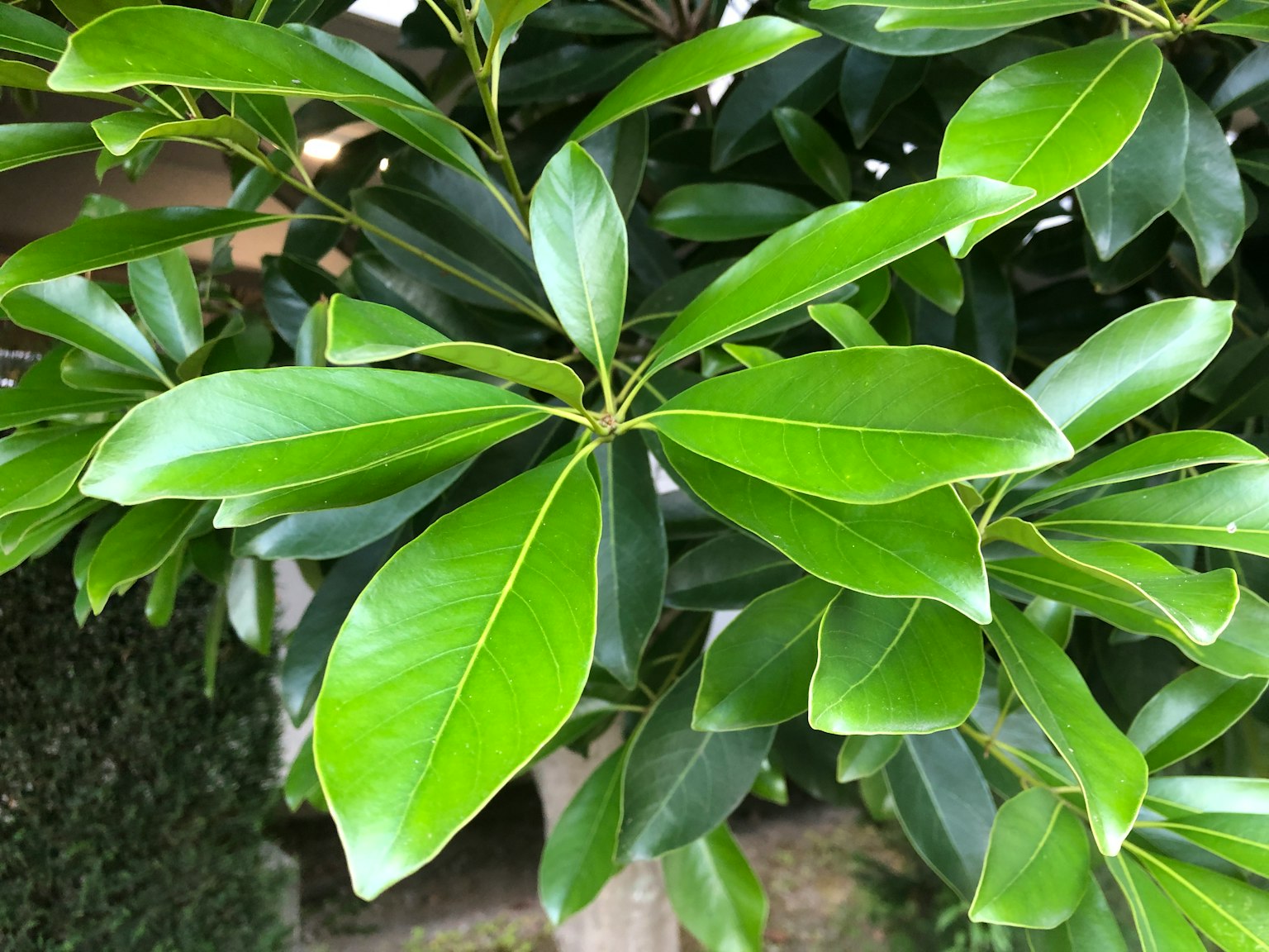 植物上郁郁葱葱的绿色叶子的特写