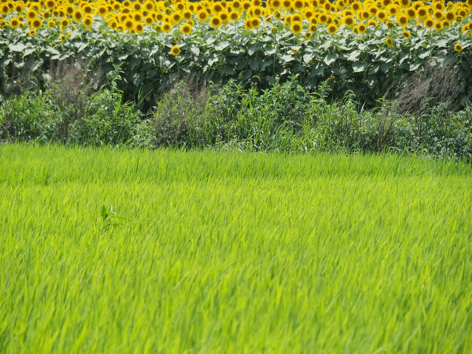 Green rice field with a backdrop of yellow sunflowers