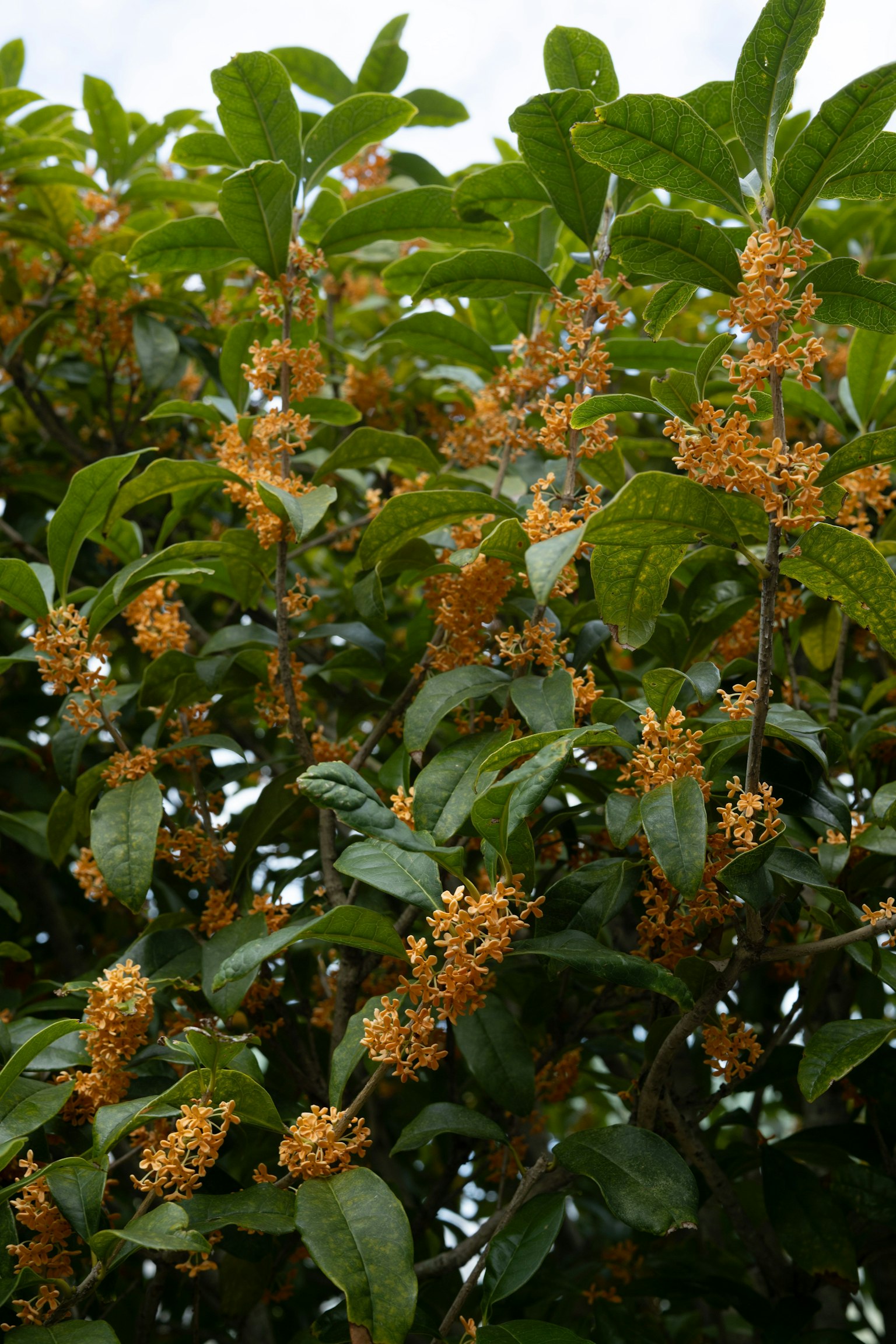 Fragrant orange flowers of osmanthus among lush green leaves