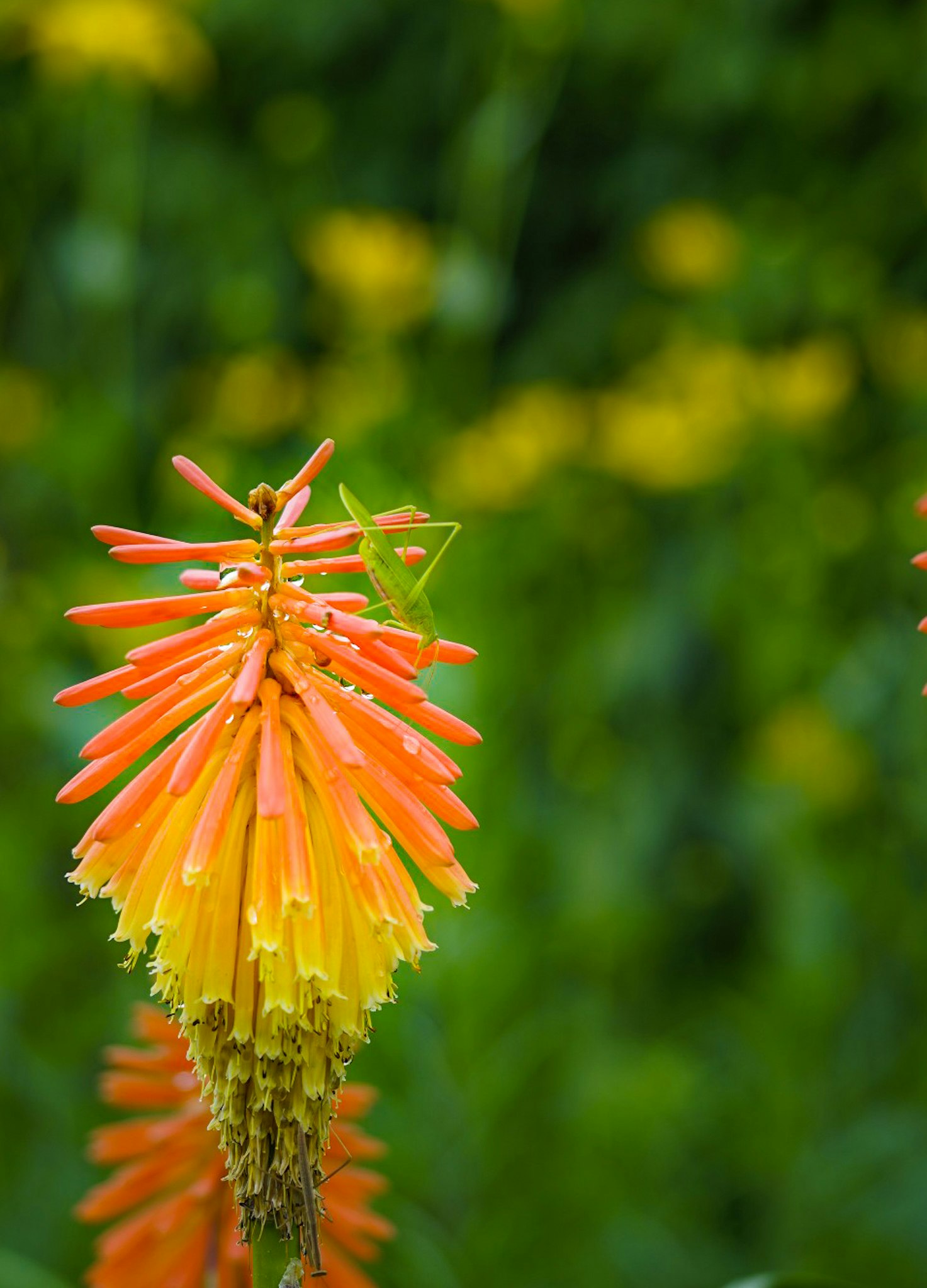 선명한 오렌지색과 노란색 꽃과 배경의 녹색 잎사귀