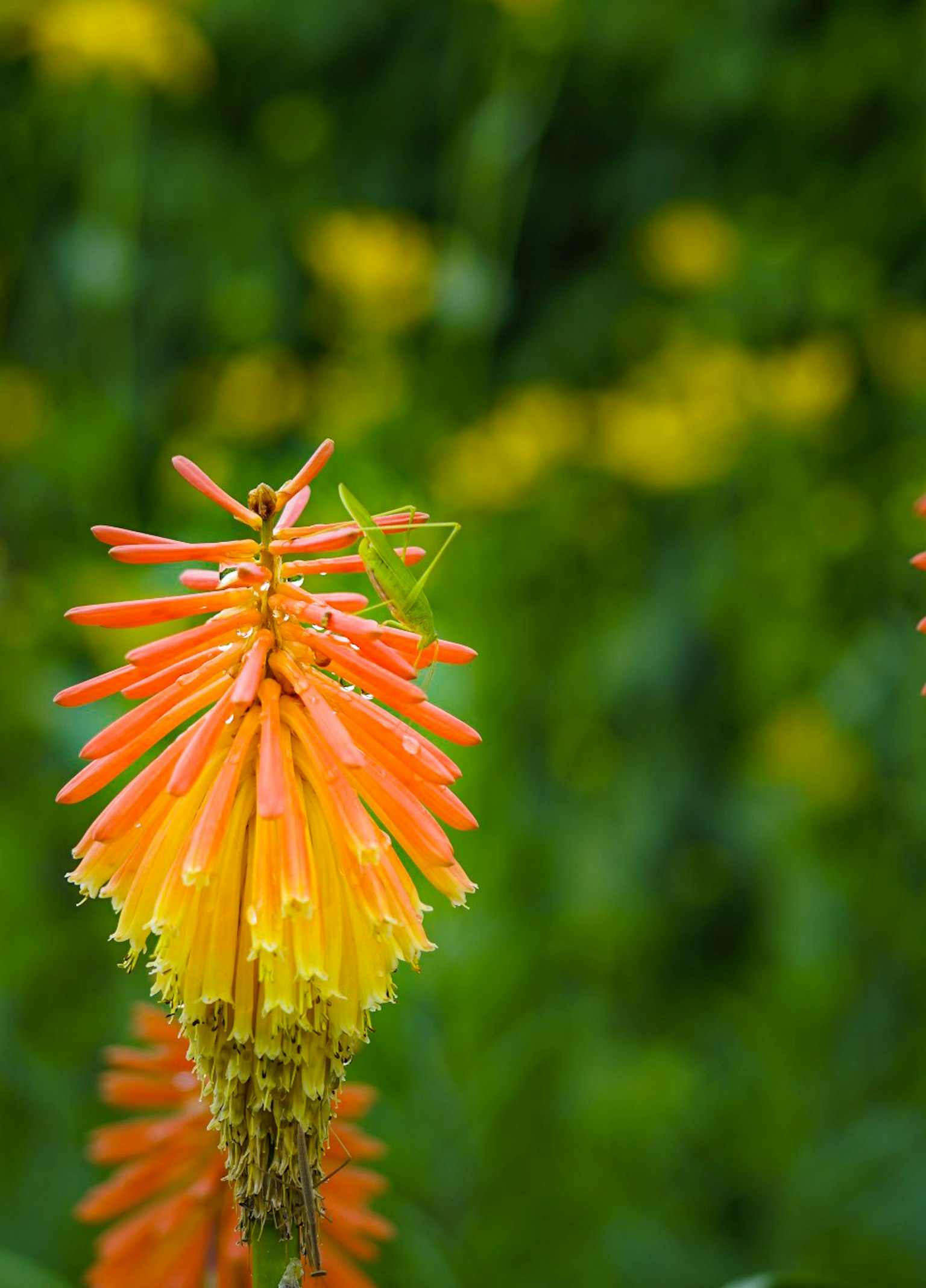 Fiore vibrante arancione e giallo con fogliame verde sullo sfondo