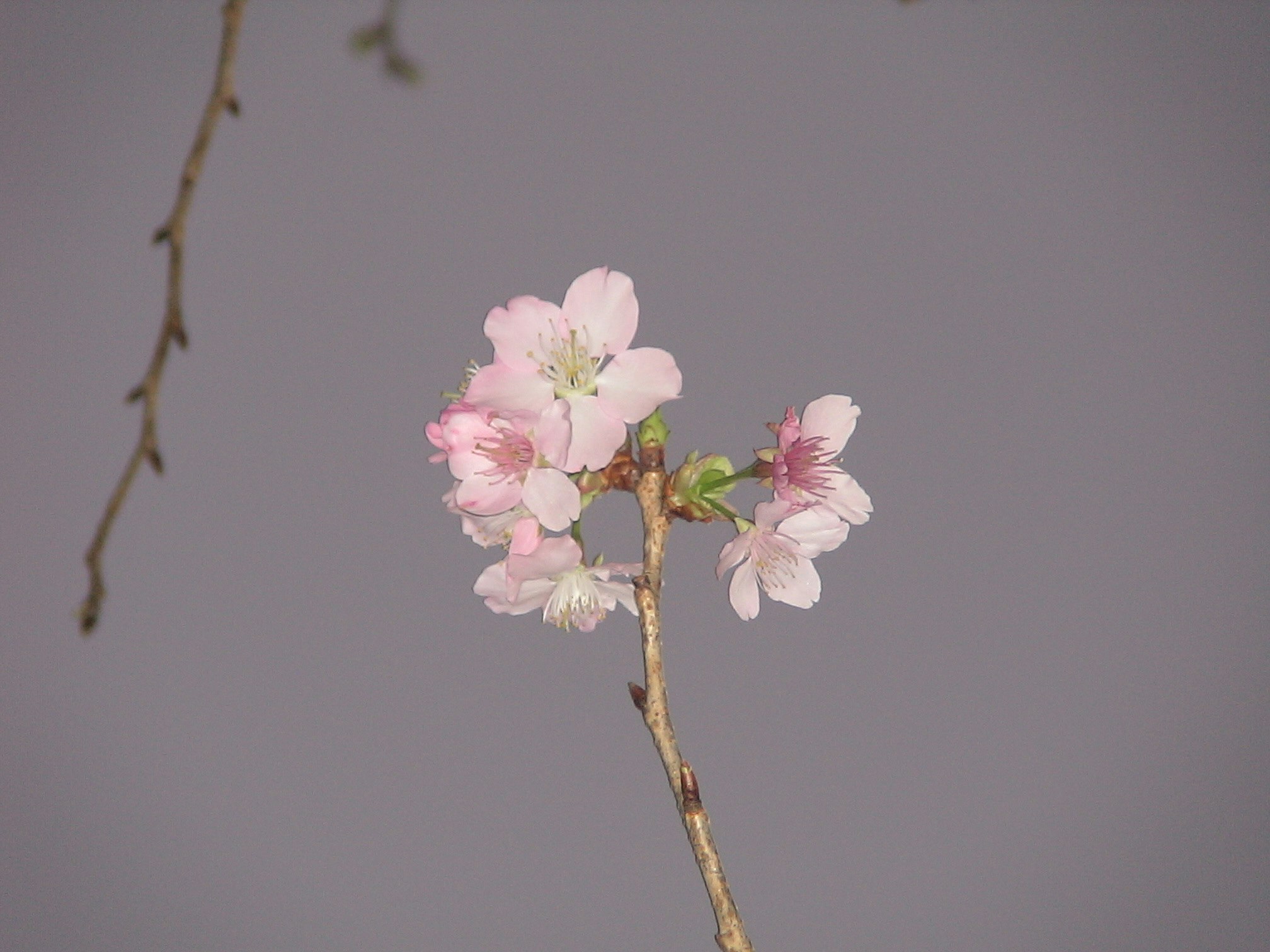 桜のような淡いピンクの花が咲く枝先のクローズアップ