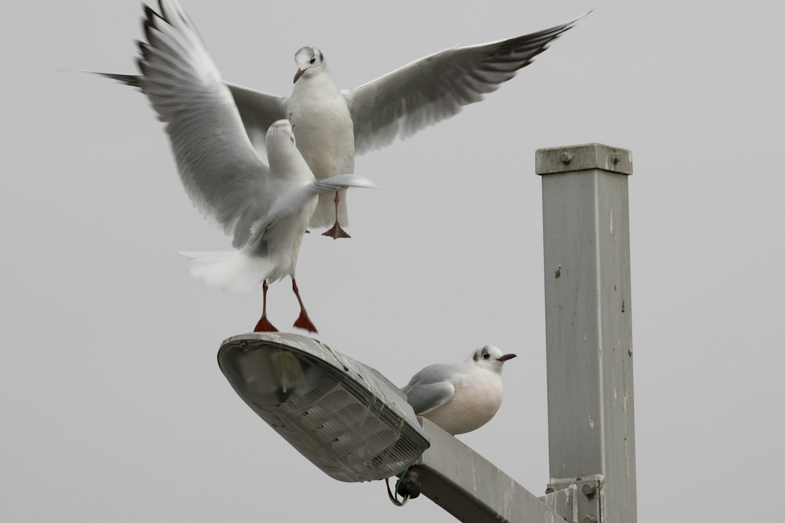 Dos gaviotas posadas en un farol una está a punto de despegar
