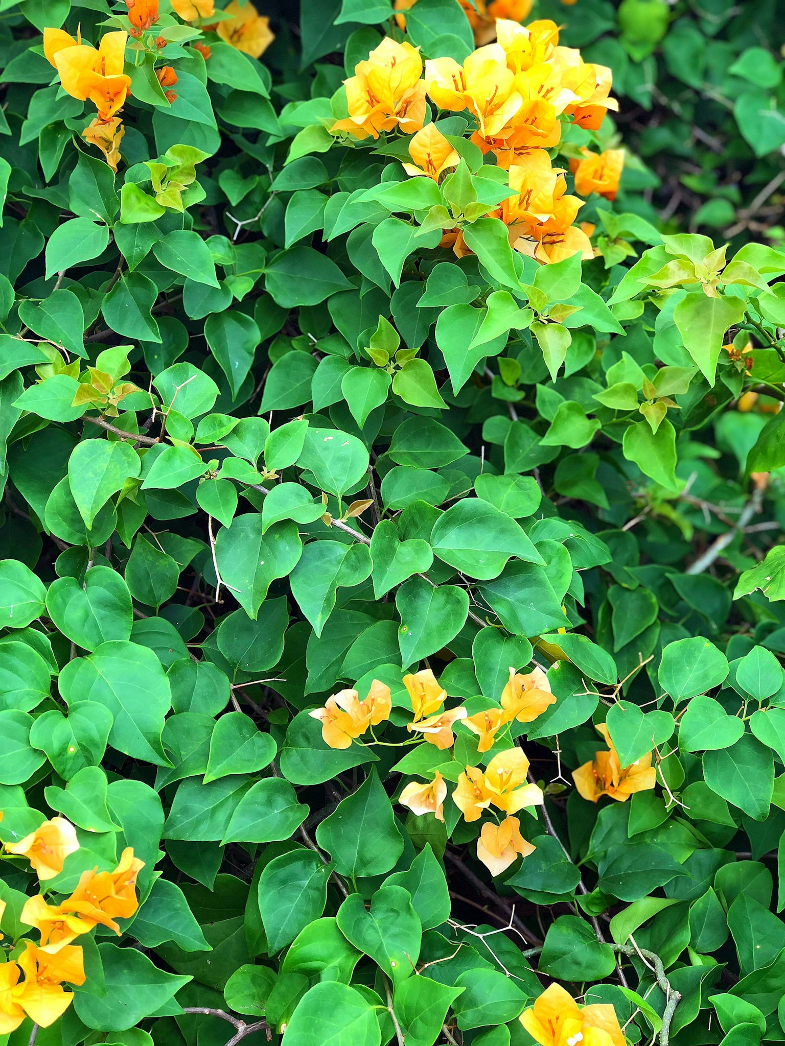 Bougainvillea flowers in yellow blooming among lush green leaves