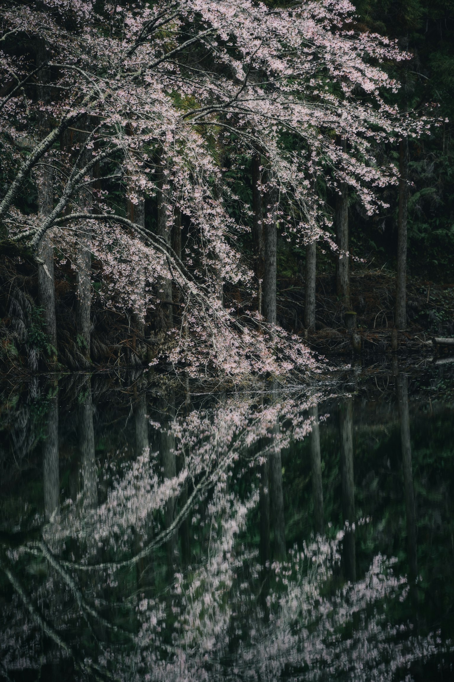 Schöner Blick auf Kirschblüten, die sich in einem ruhigen See spiegeln