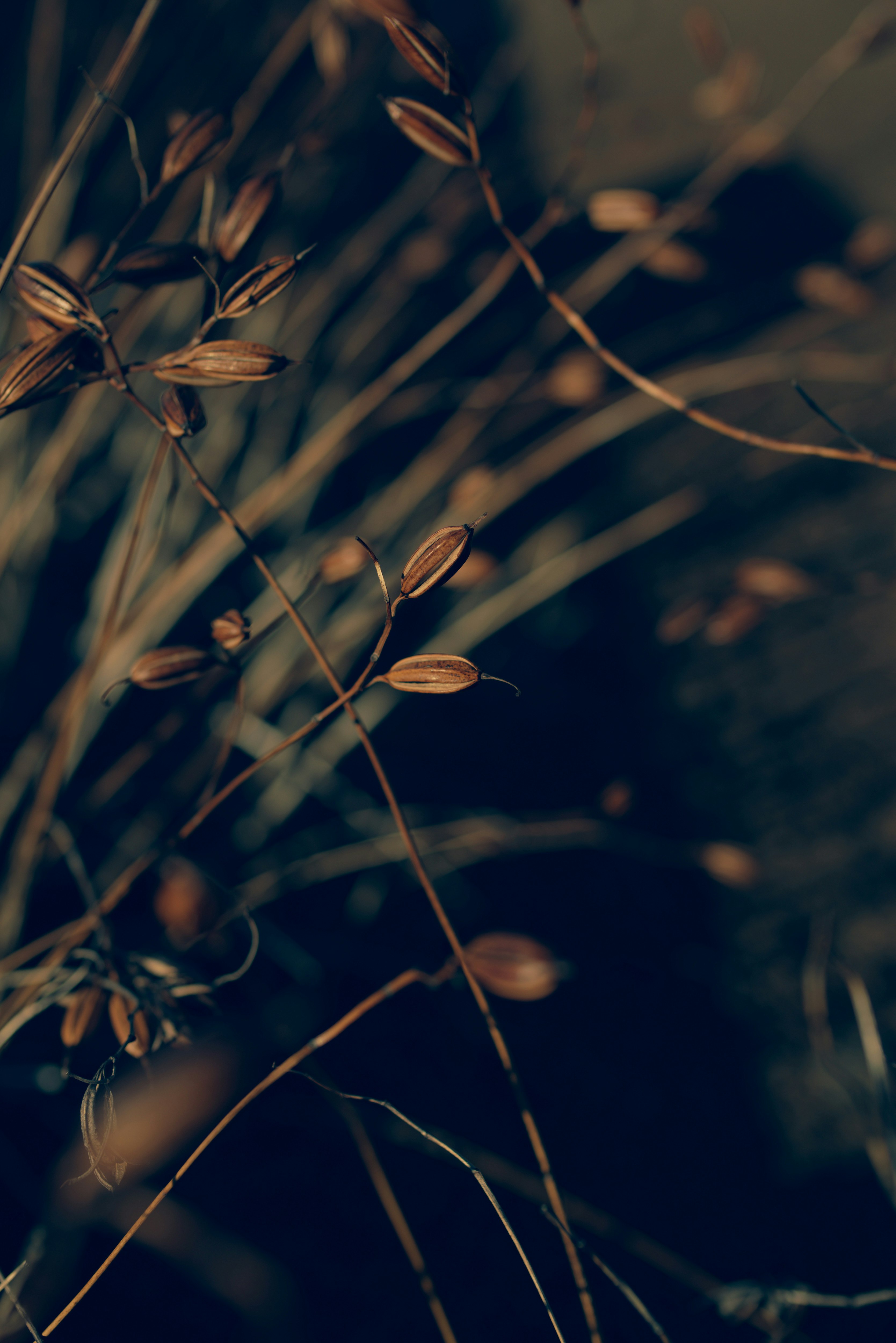 Close-up of purple orchid (shiran) leaves and flower spikes