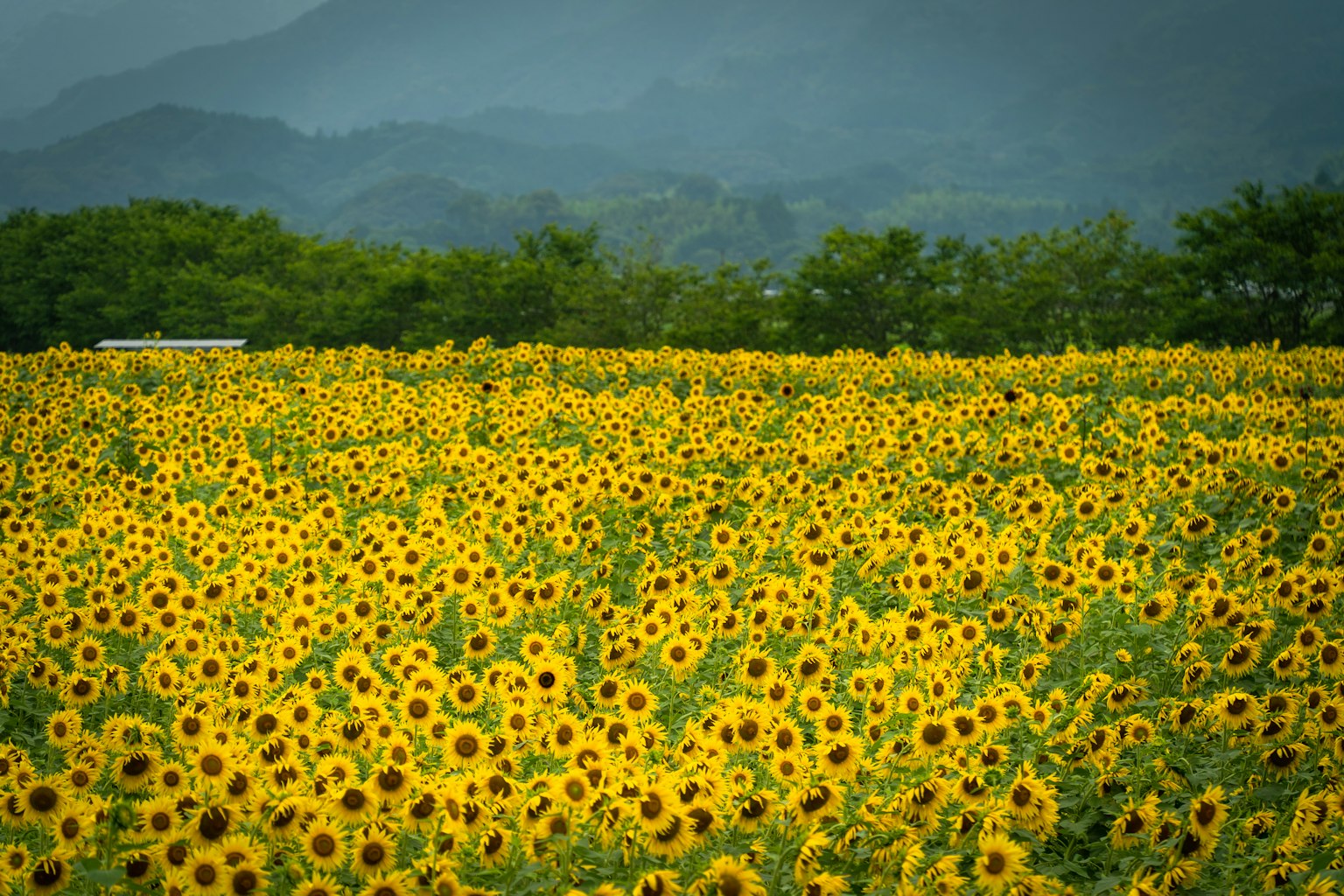Amplio campo de girasoles con montañas al fondo