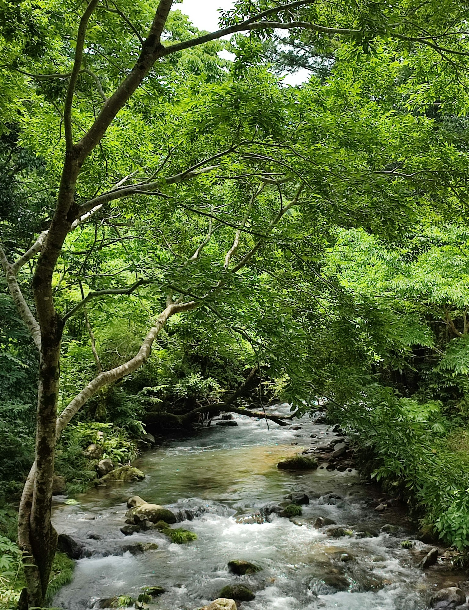被郁郁葱葱的树木环绕的小溪风景