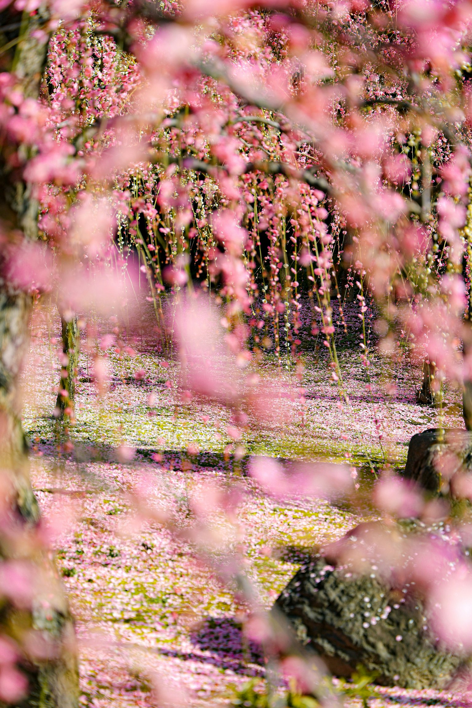 Hermoso paisaje con cerezos en flor