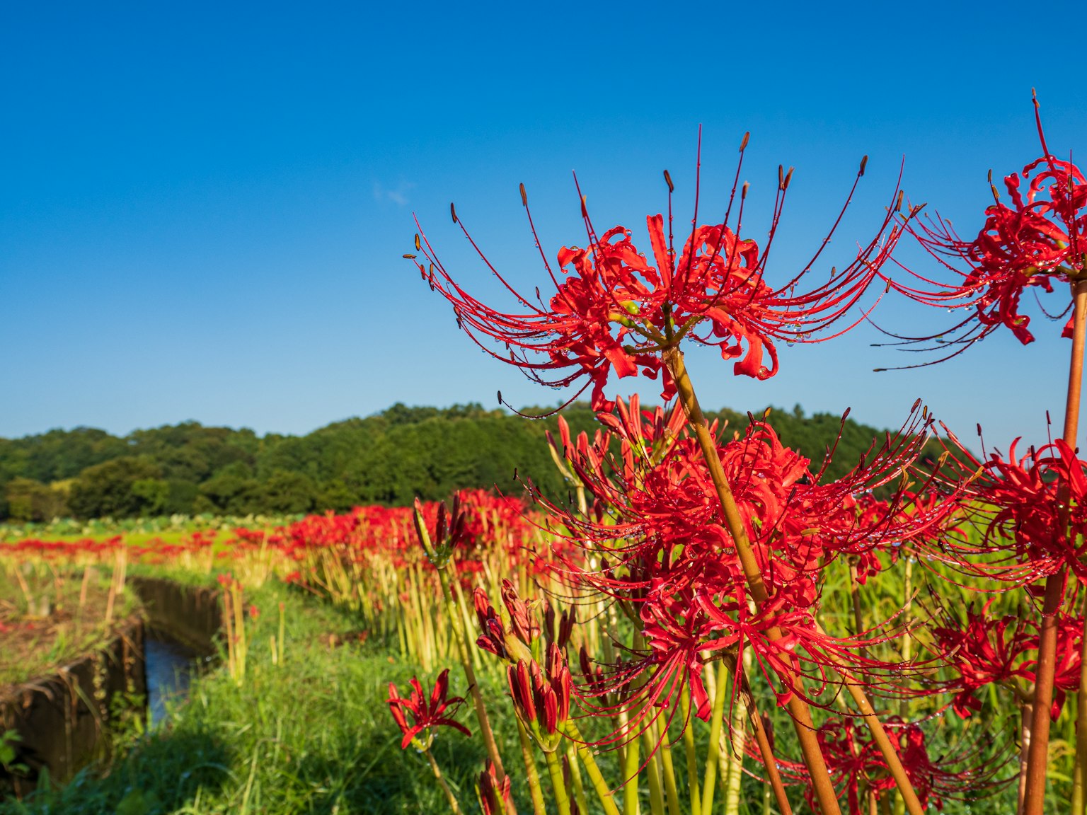 Field of red spider lilies under a clear blue sky