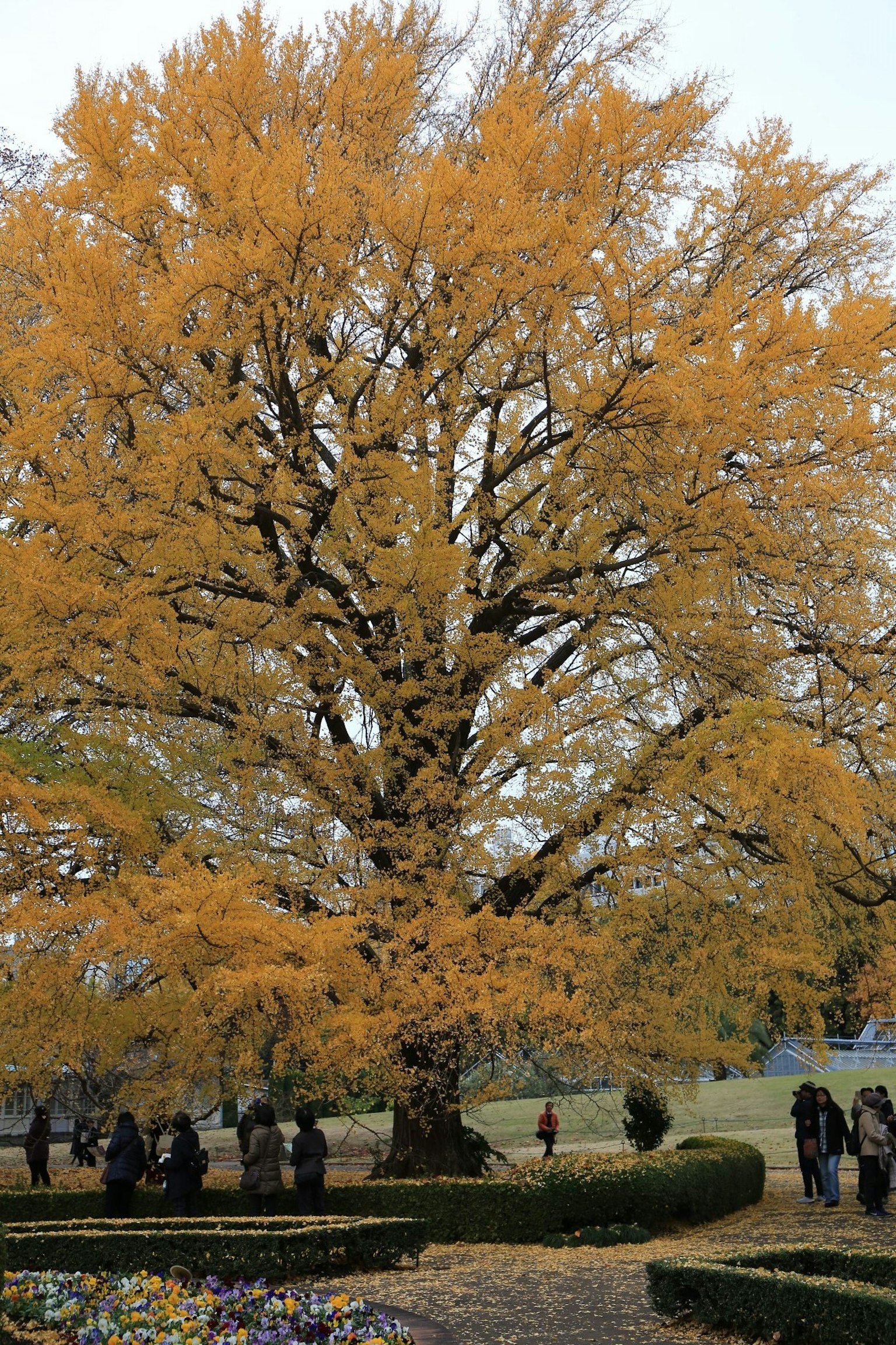 Large yellow tree with surrounding people