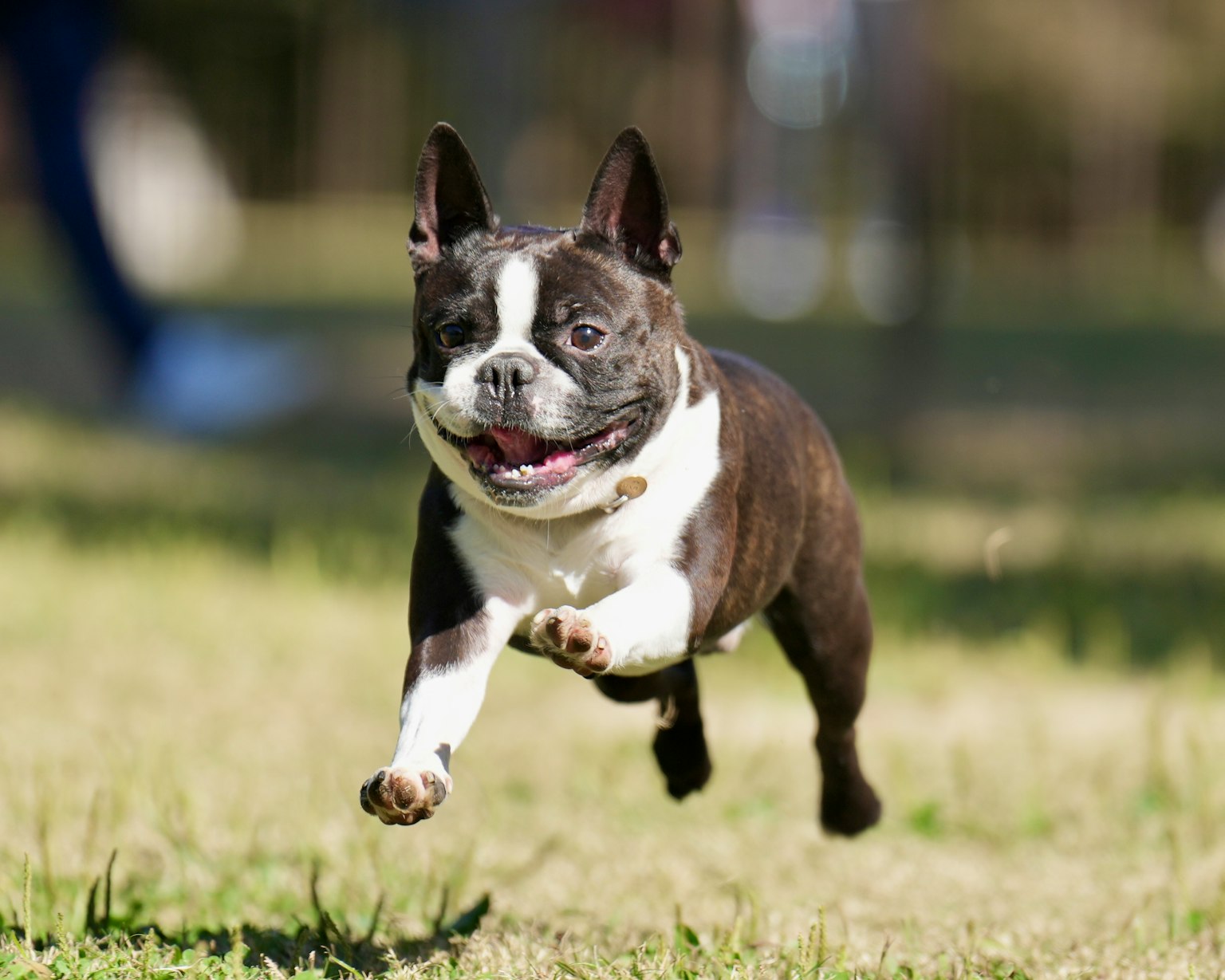走っているフレンチブルドッグの犬