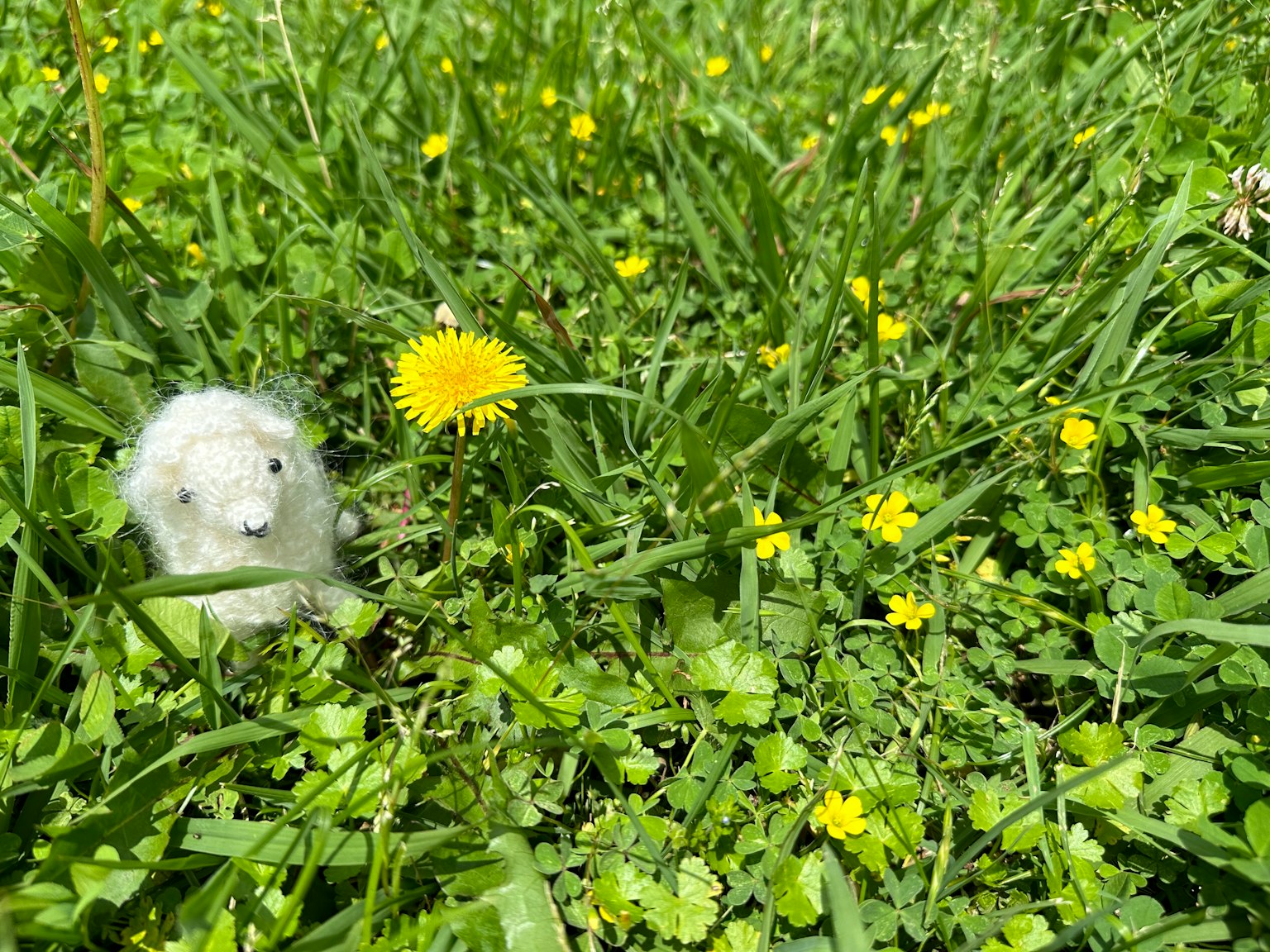 Una pecora di peluche bianca tra l'erba verde e un dente di leone giallo