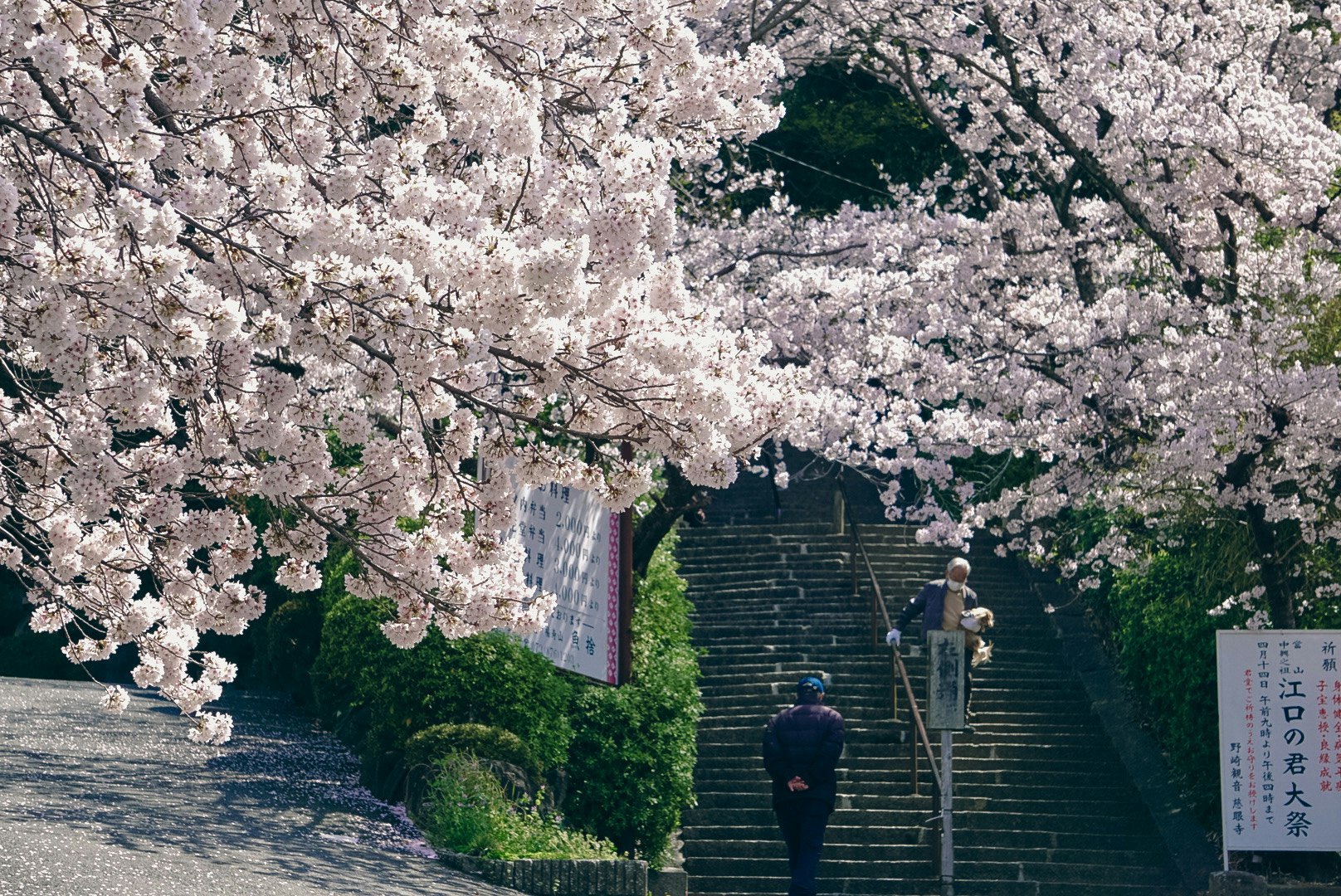 春の桜並木と石段の参拝風景