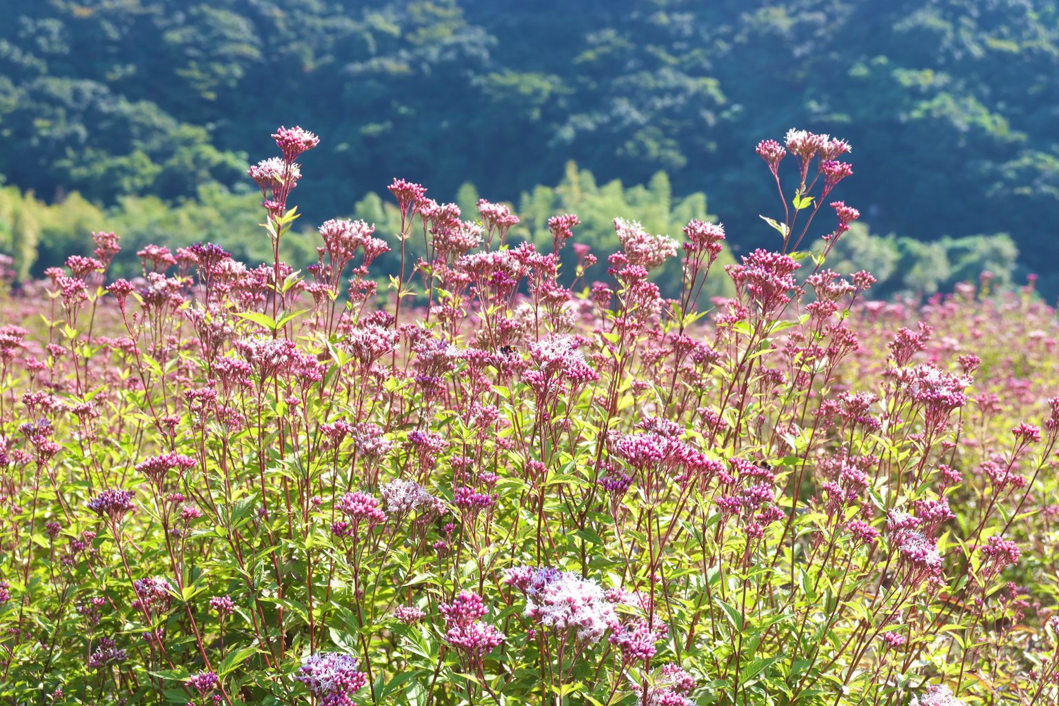 Feld mit lila Blumen unter einem blauen Himmel und grünen Bäumen im Hintergrund
