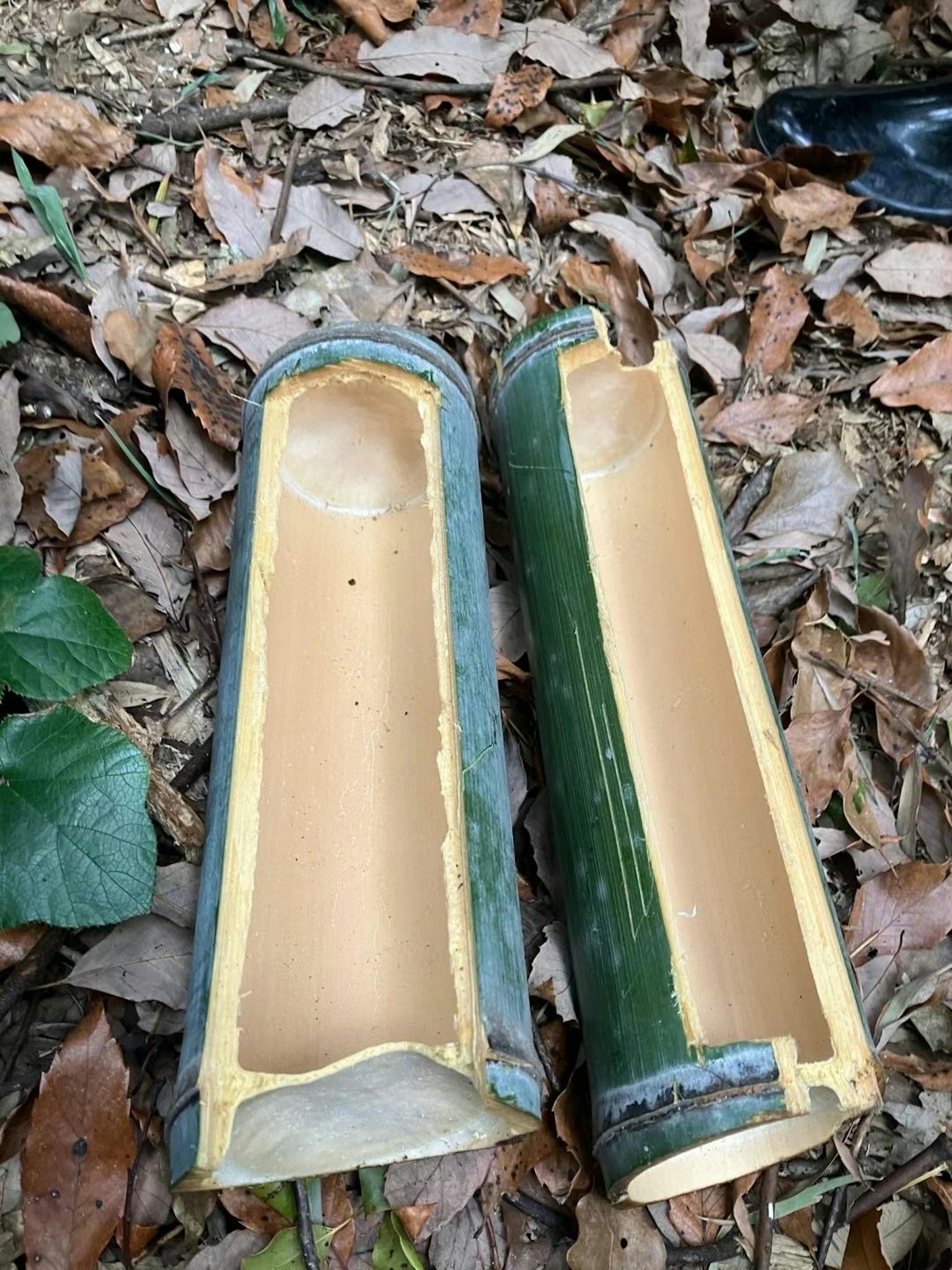 Deux tubes de bambou coupés reposent sur le sol entourés de feuilles sèches