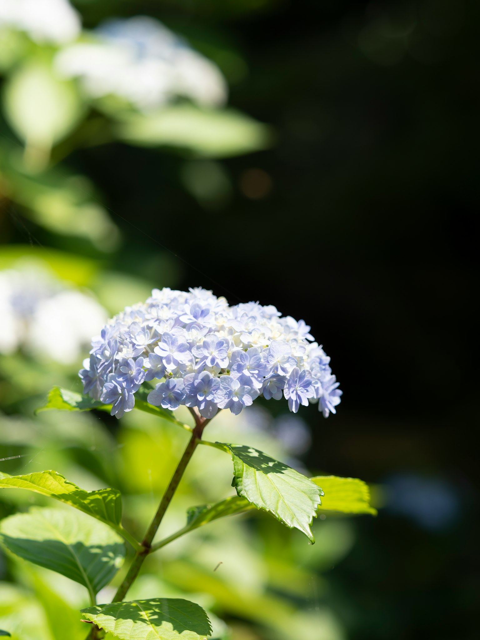 Eine blaue Hortensie blüht zwischen grünen Blättern