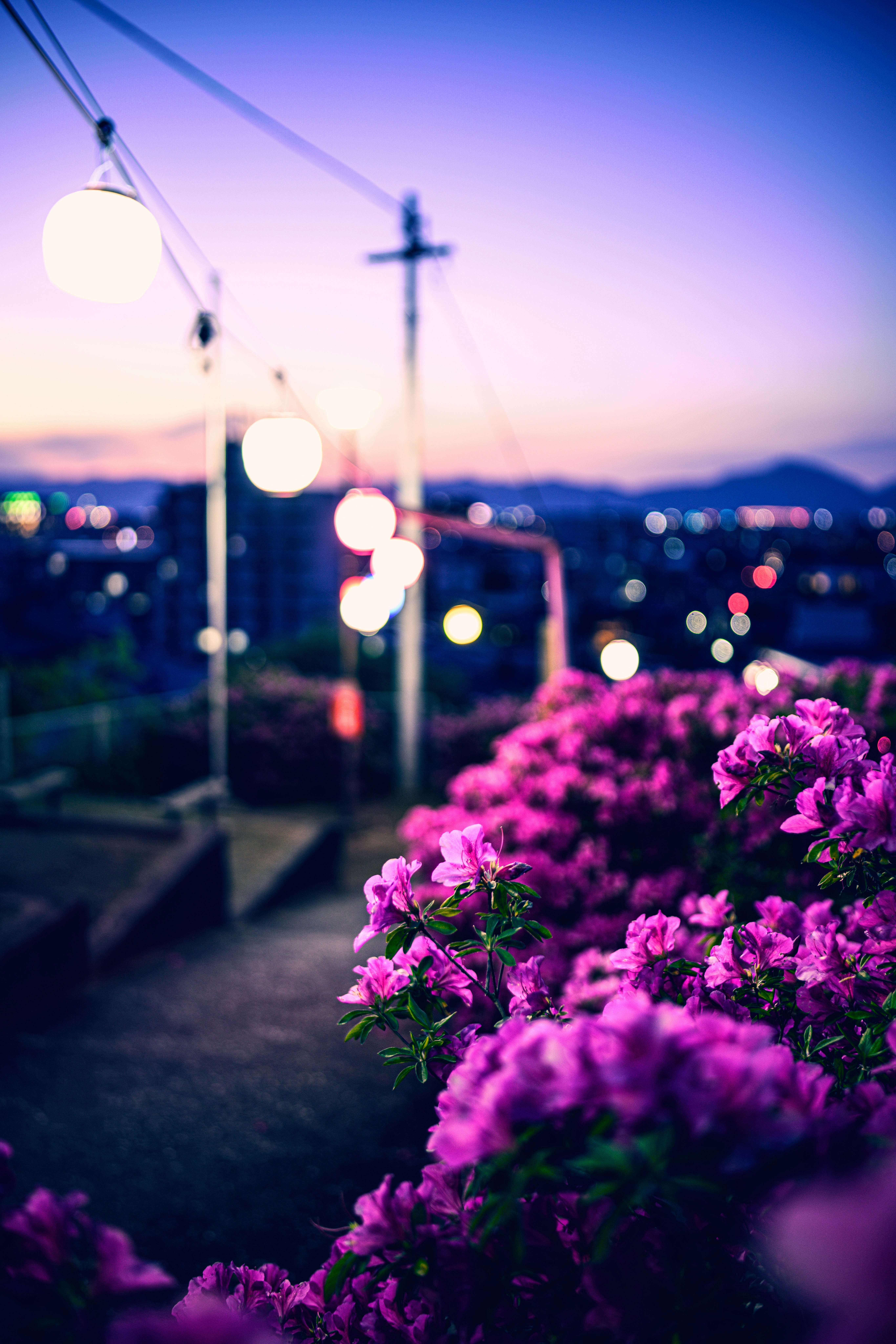 夕暮れの路地で咲くツツジの花と街の灯り