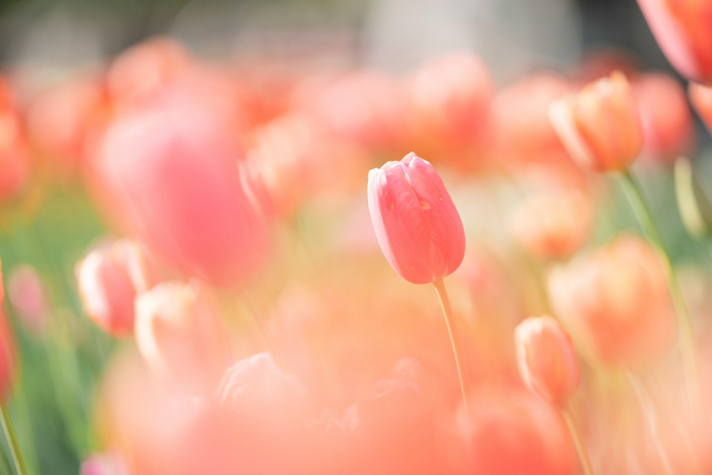 チューリップ畑の淡いピンクの花が咲く風景