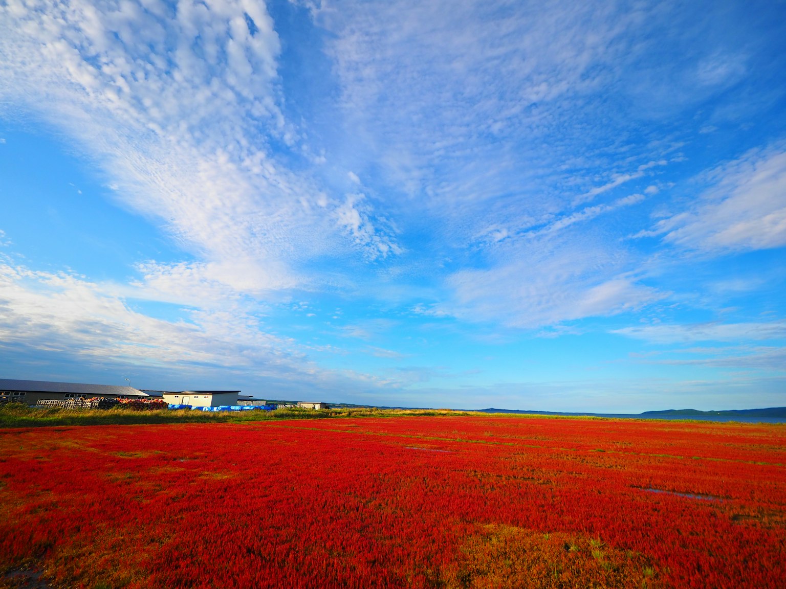 Vasto prato rosso sotto un cielo blu brillante