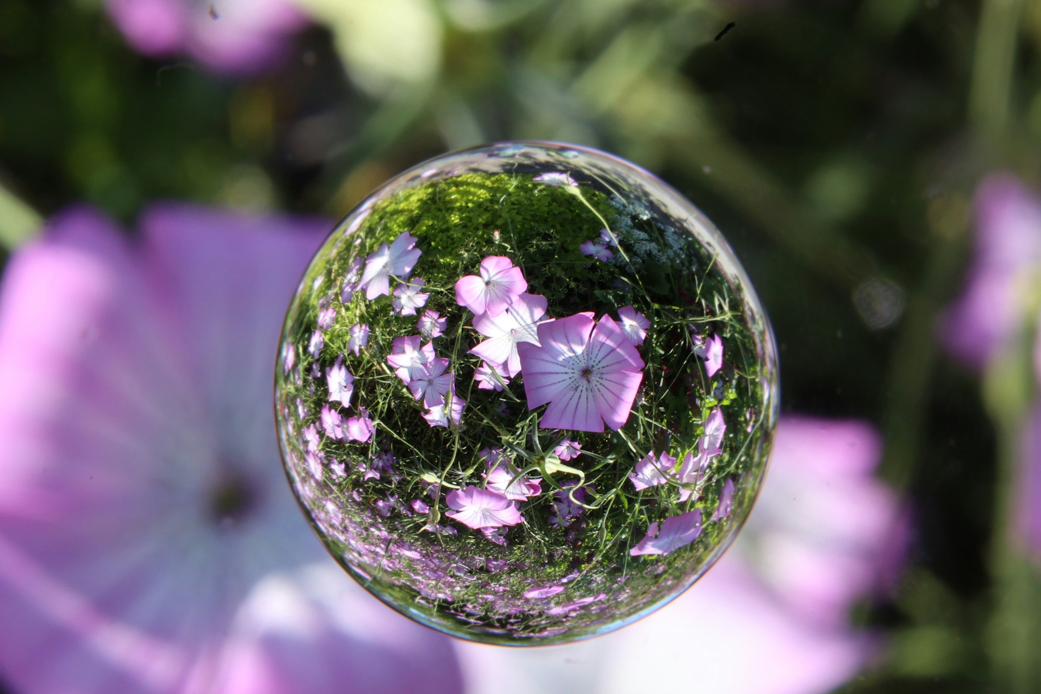ガラス玉の中に咲く花と草原の反射