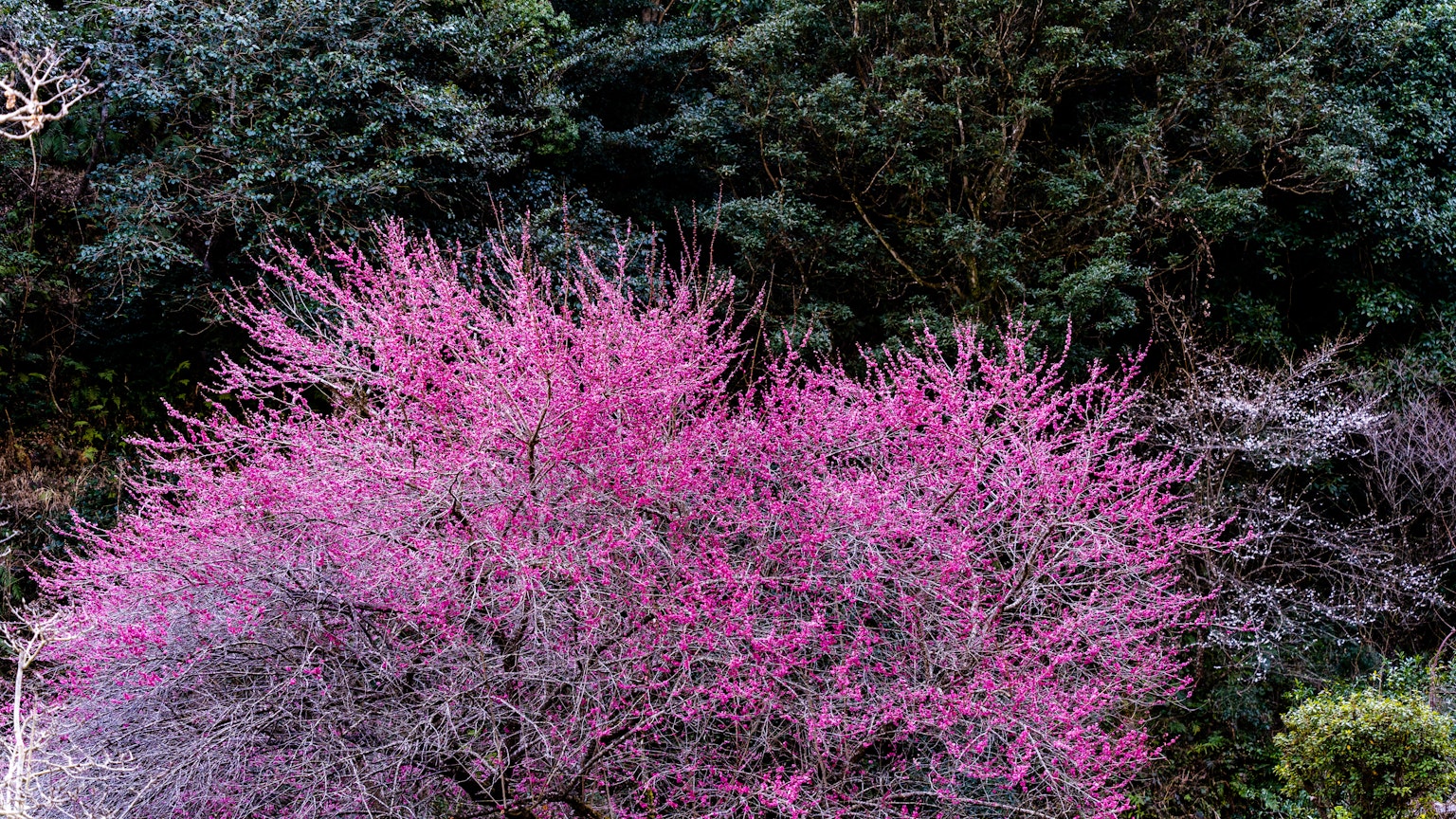 鮮豔的粉紅色花樹與綠色背景