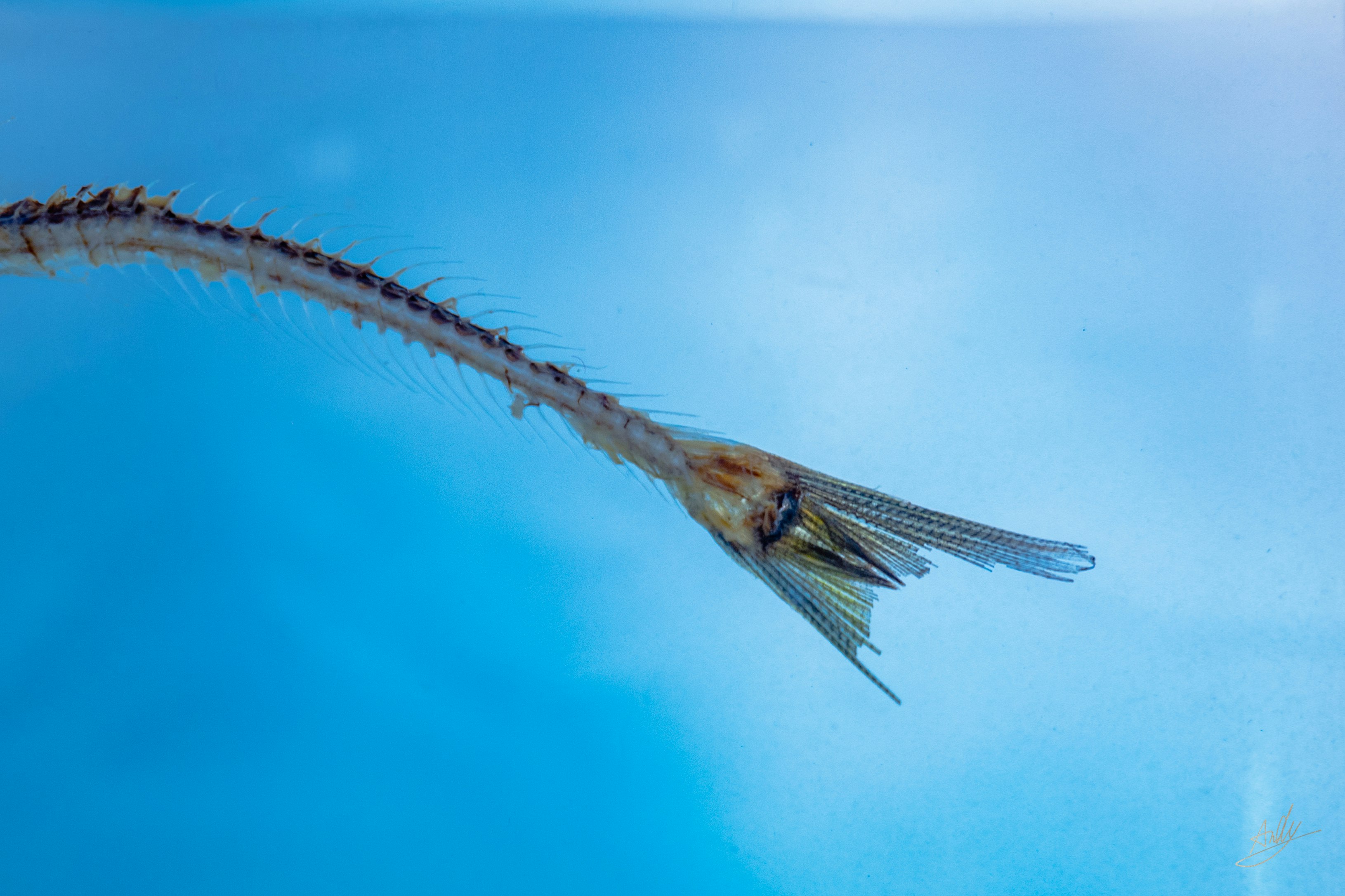 Seitenansicht eines Fisches beim Schwimmen in blauem Wasser
