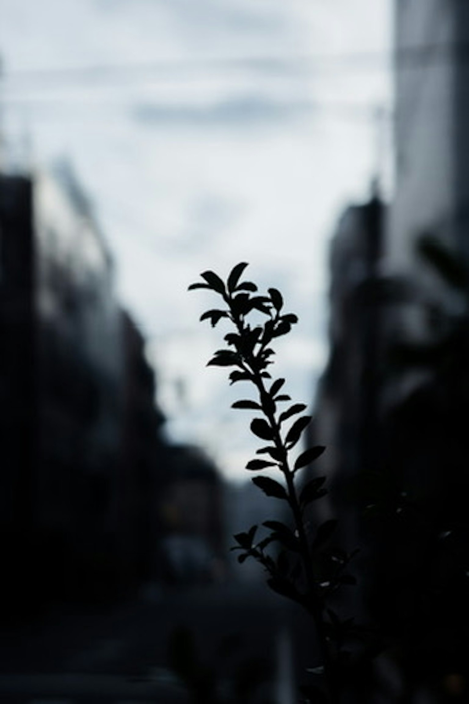 Silhouette d'une plante contre un paysage urbain