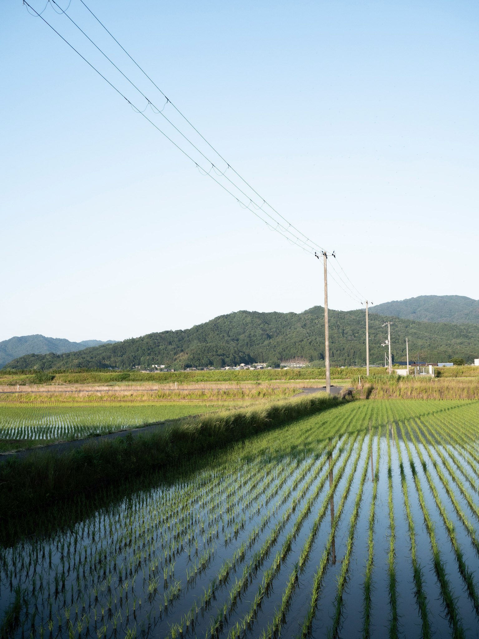 Rice fields and mountains landscape with power lines
