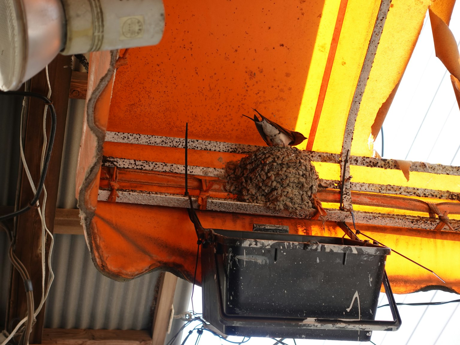 Vogelnest unter orangefarbenem Zelt mit elektrischen Geräten in der Nähe