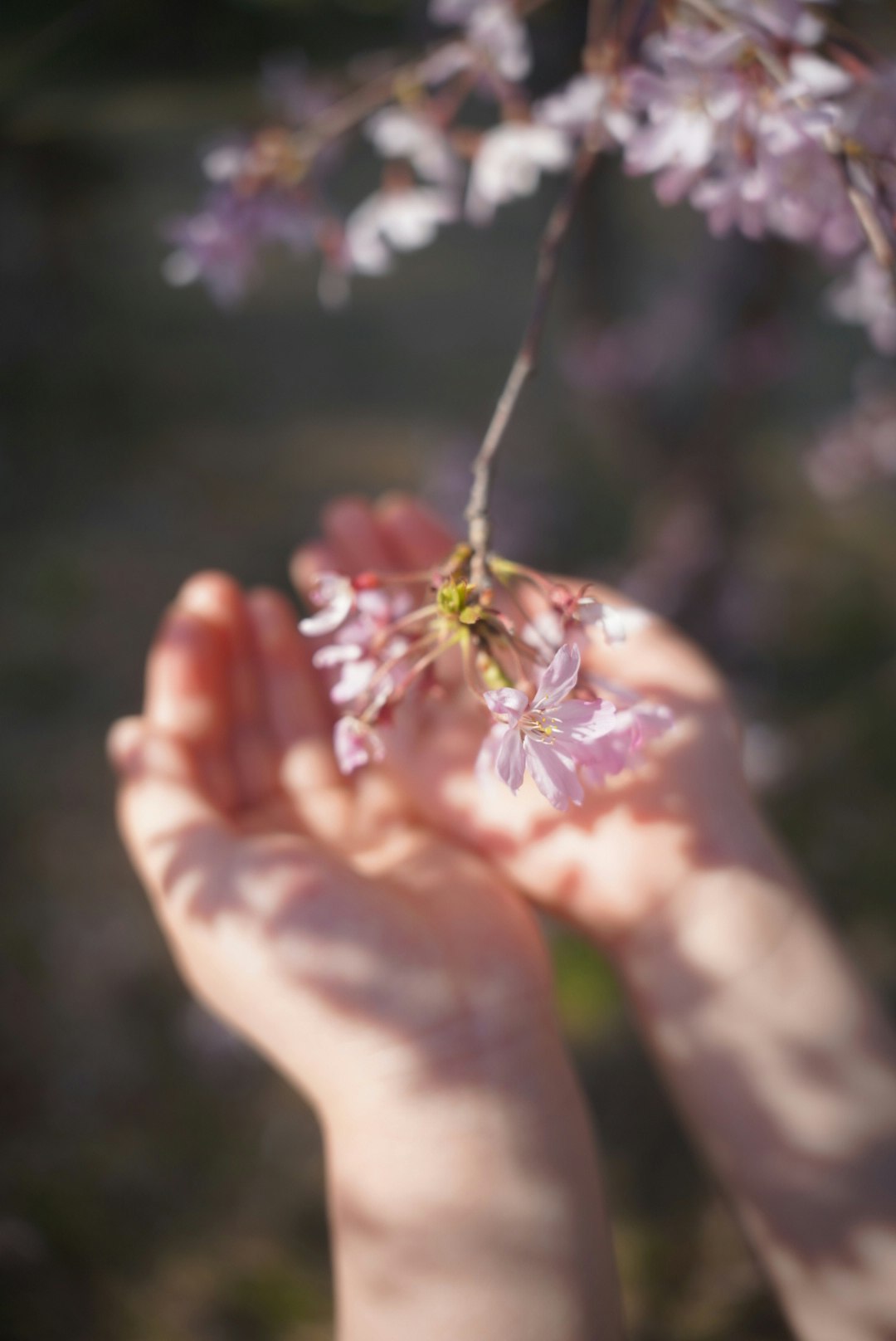 Une photo de mains tenant doucement des fleurs roses délicates